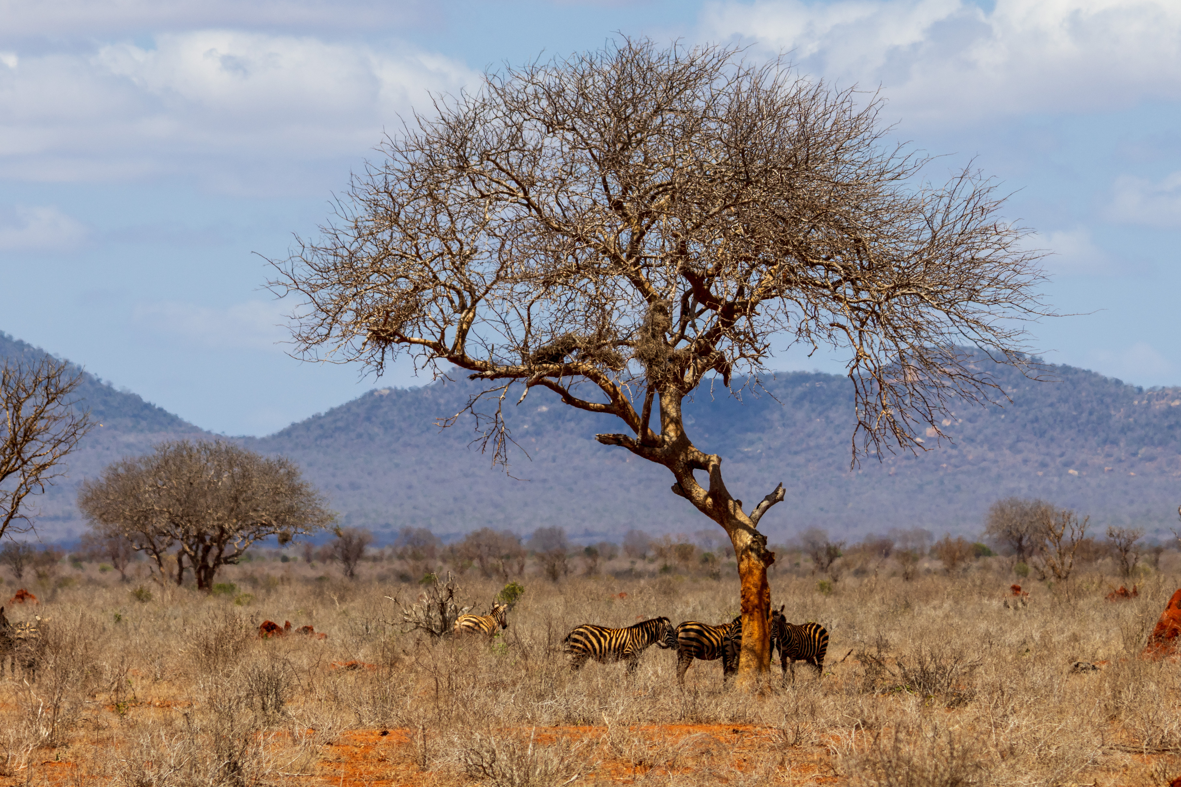 African tree with zebras