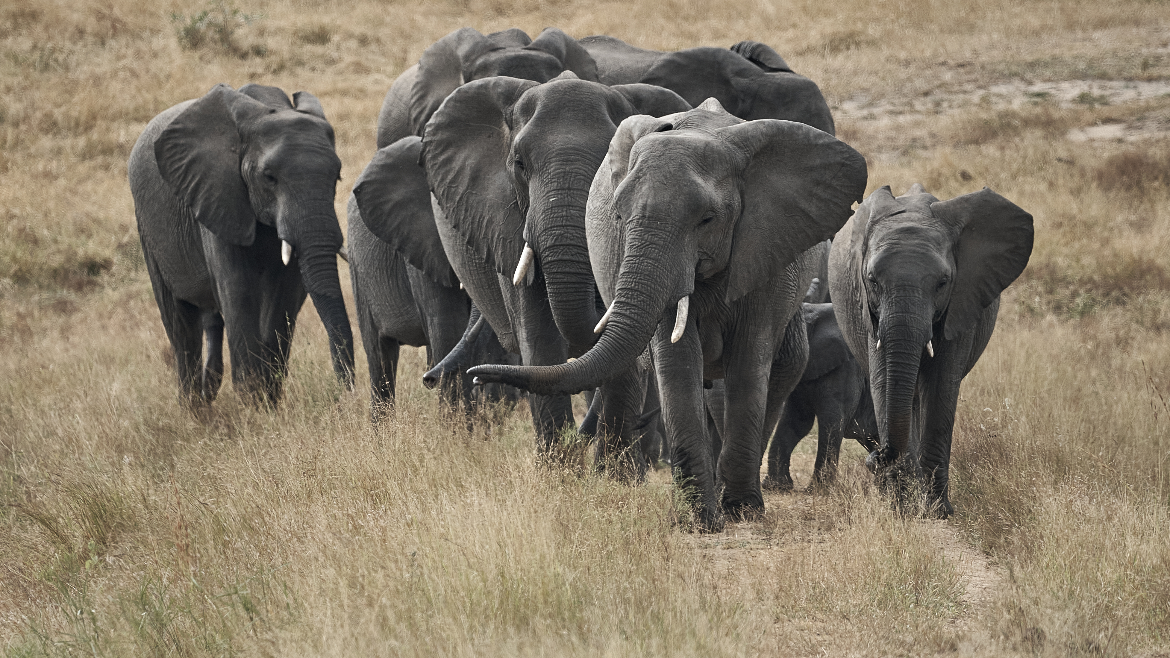 Elephant Herd