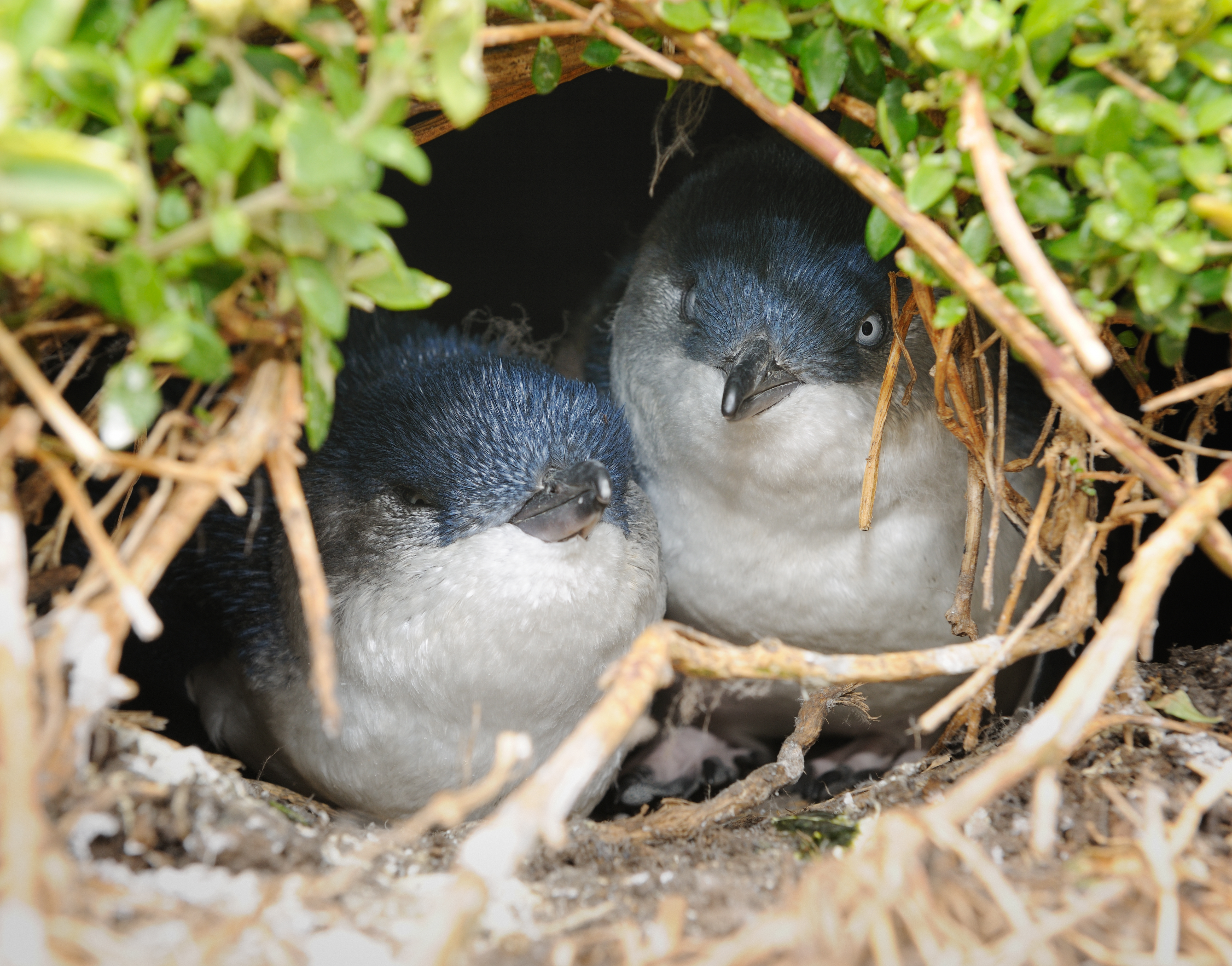 Little Penguins breeding in their Nest in Wildlife. The little penguin is the world’s smallest penguin species and the only penguin permanently found in Australia.