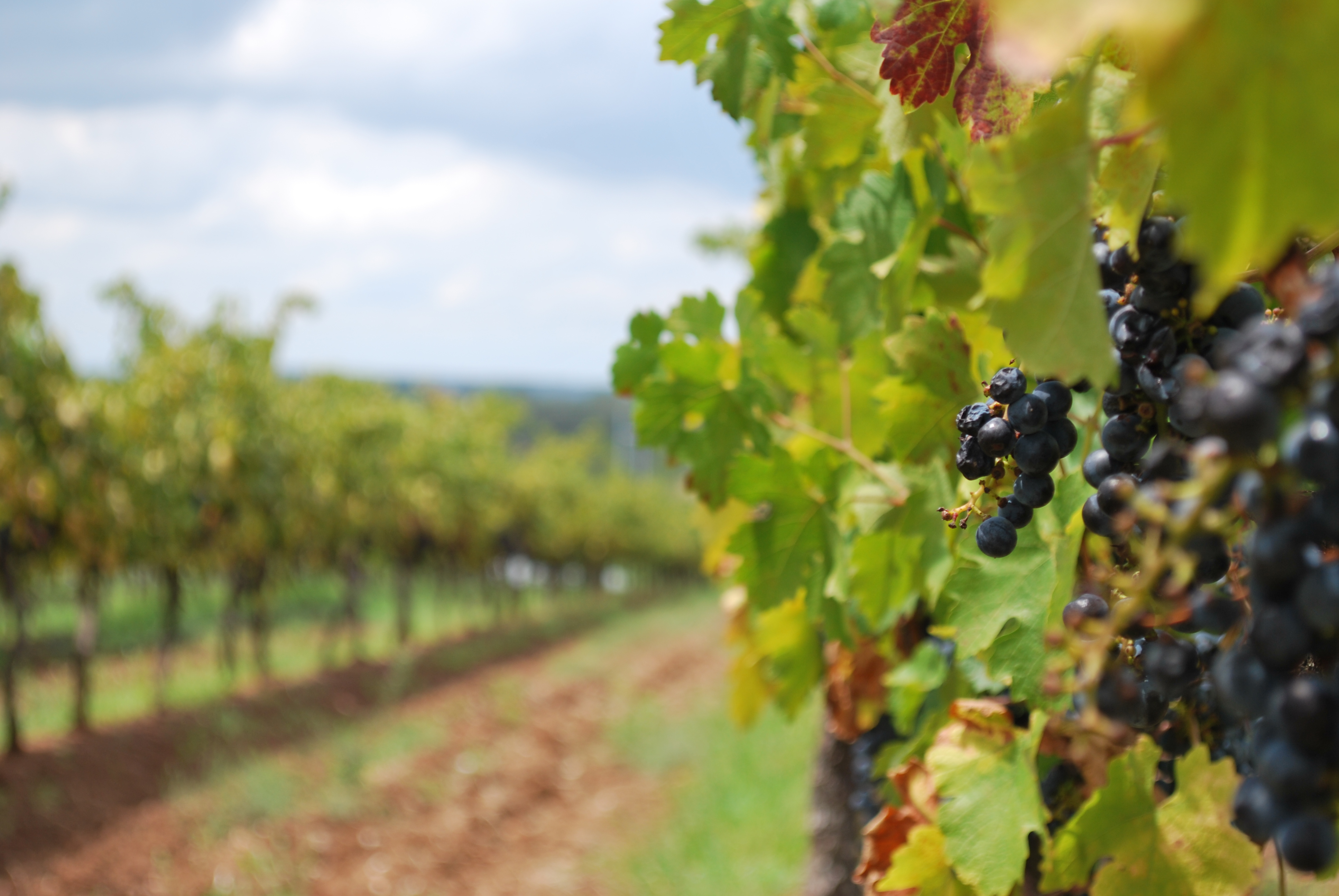 Wine grapes vineyard on a cloudy day 