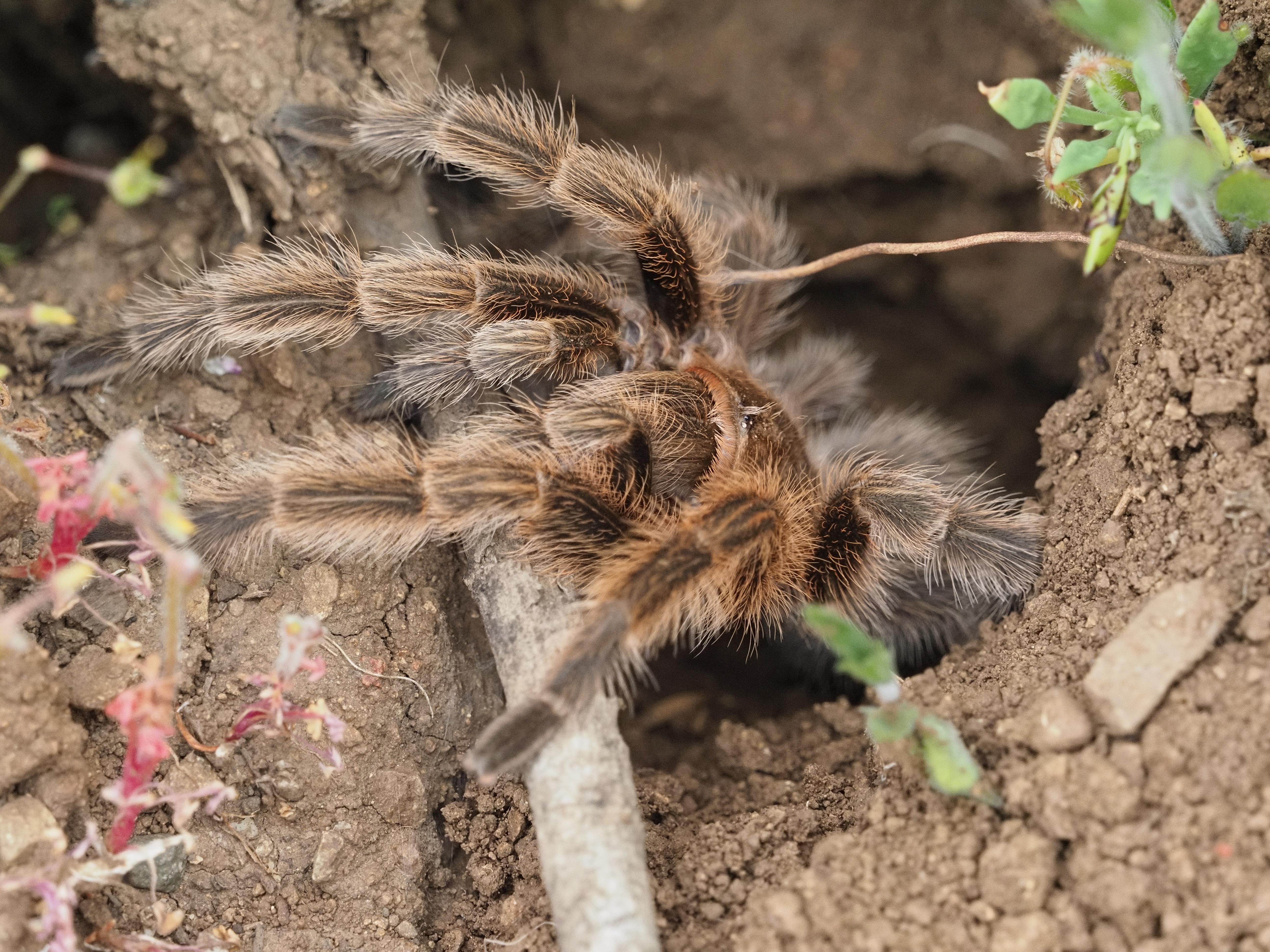 A large Chilean Rosehair Tarantula
