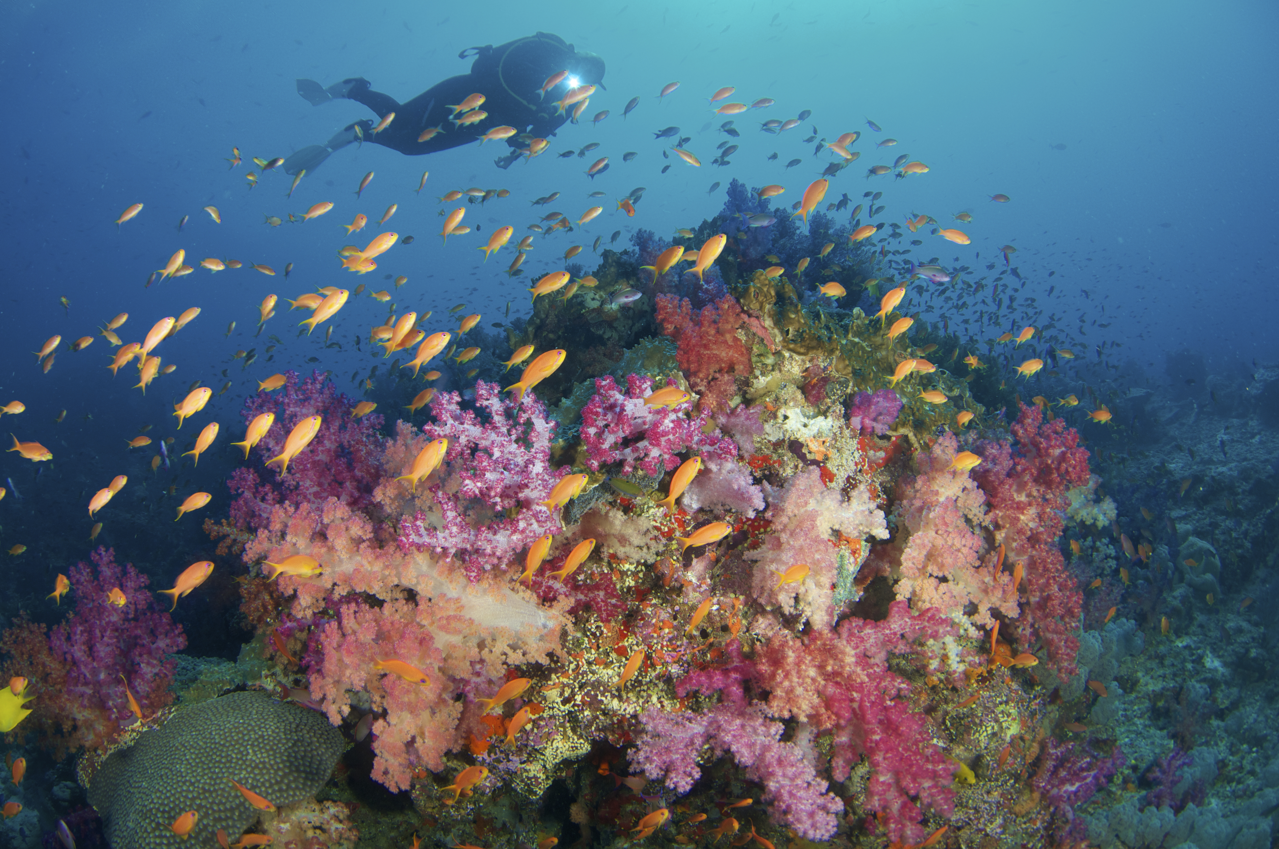 Colorfull Underwater reef