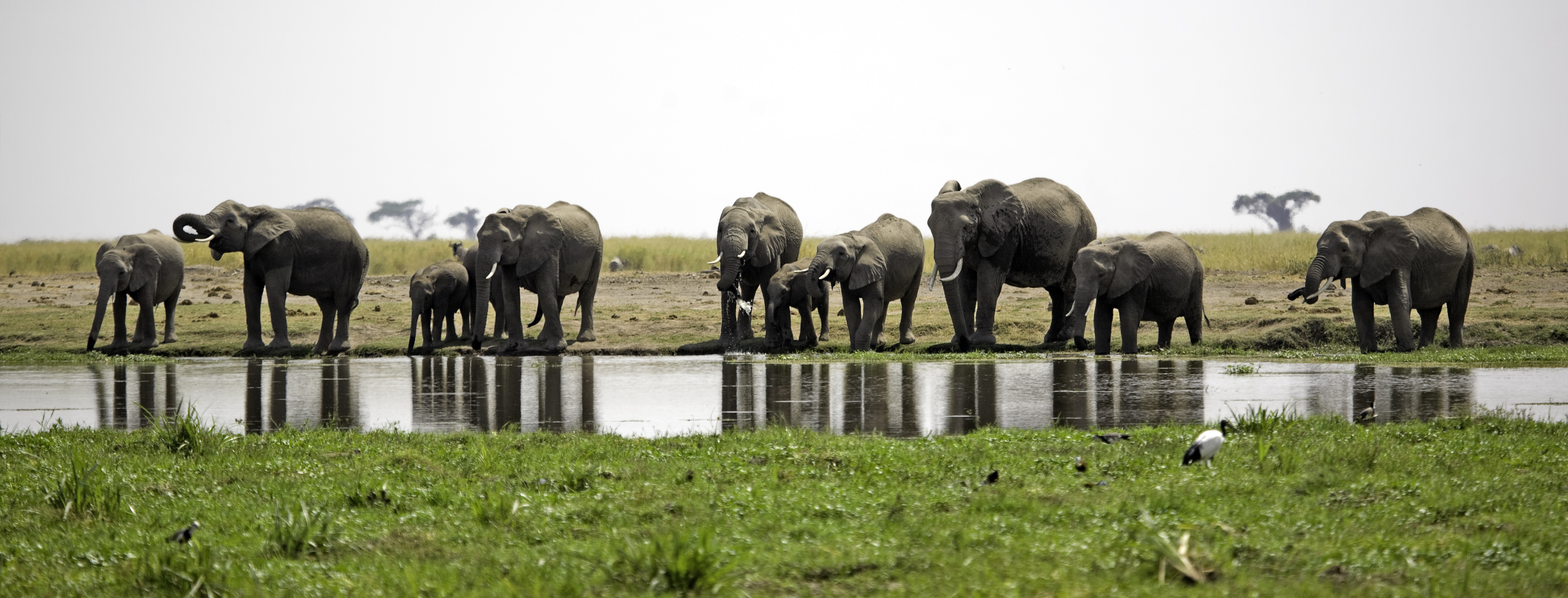 Elephants Drinking