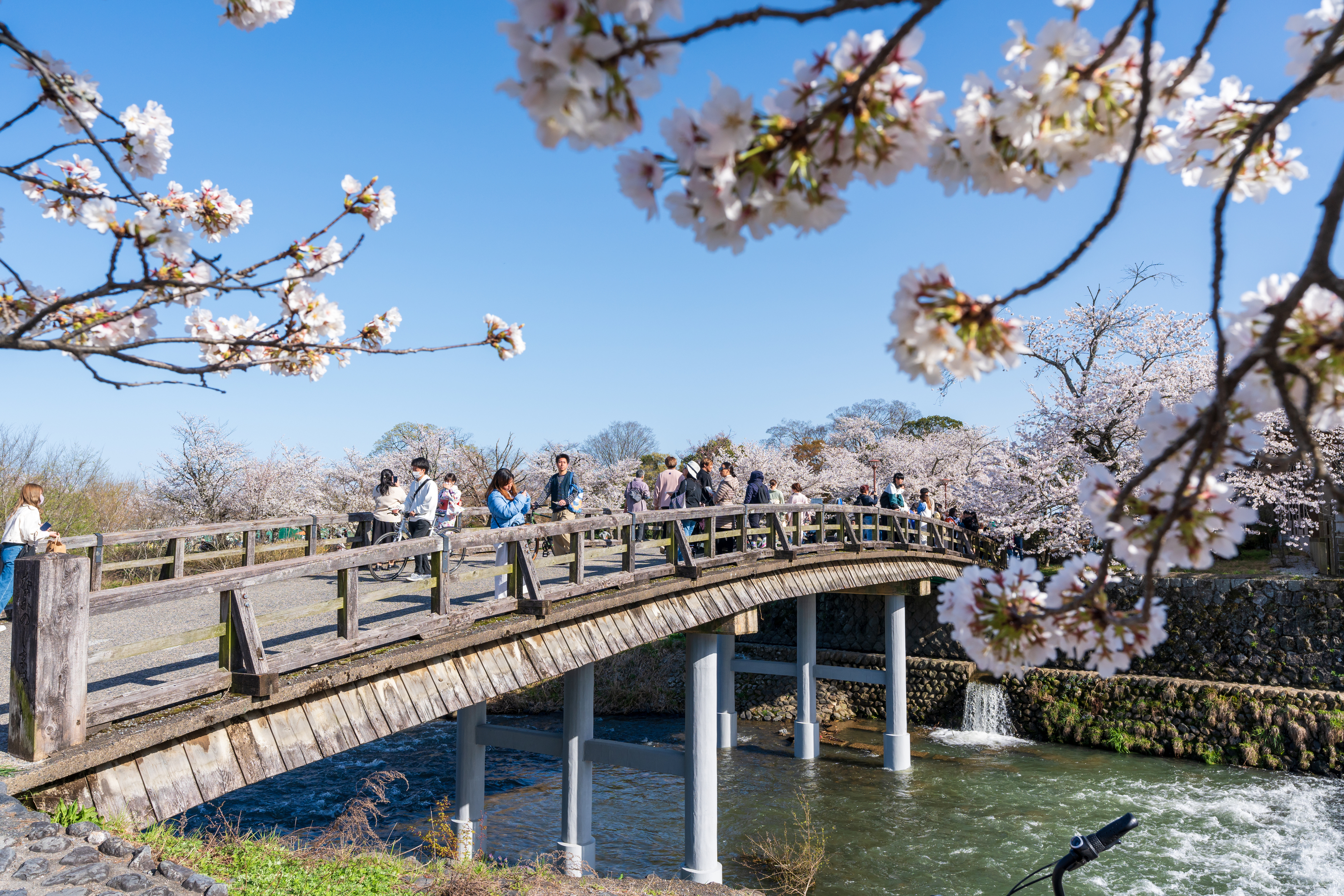 People enjoying cherry blossoms along the Katsura River and Nakanoshima Bridge in Arashiyama district.