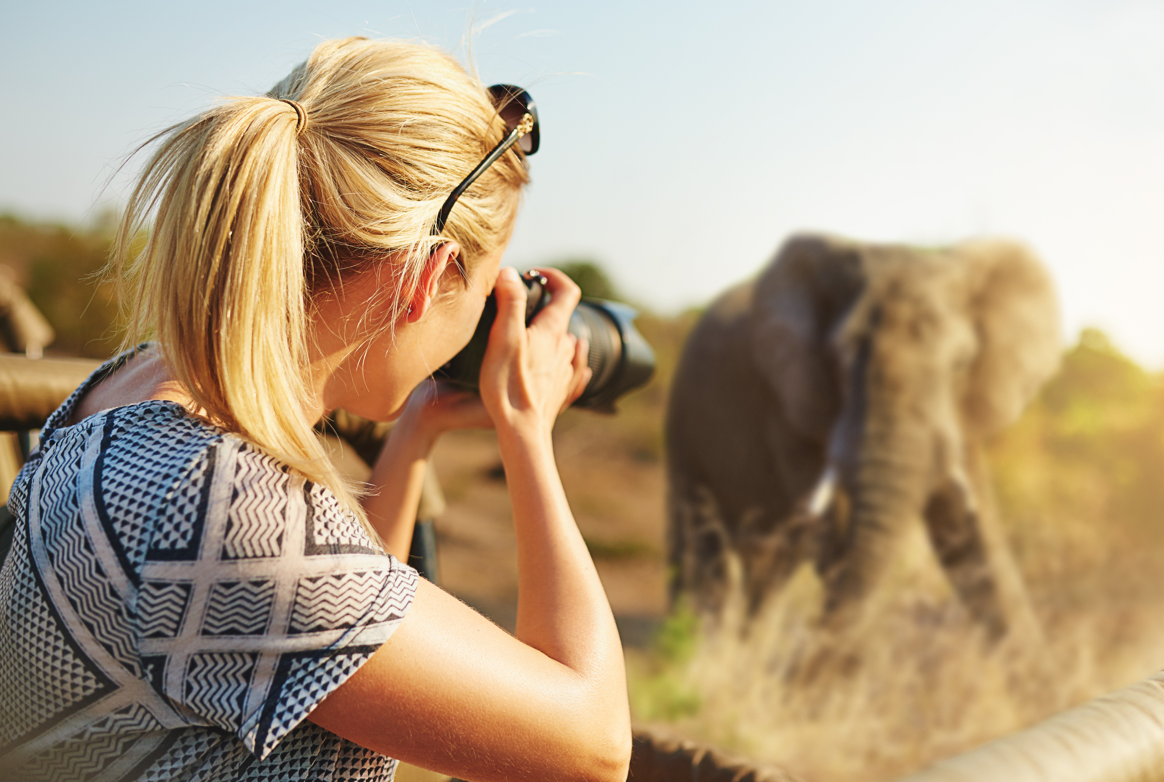 Capturing wildlife elephant