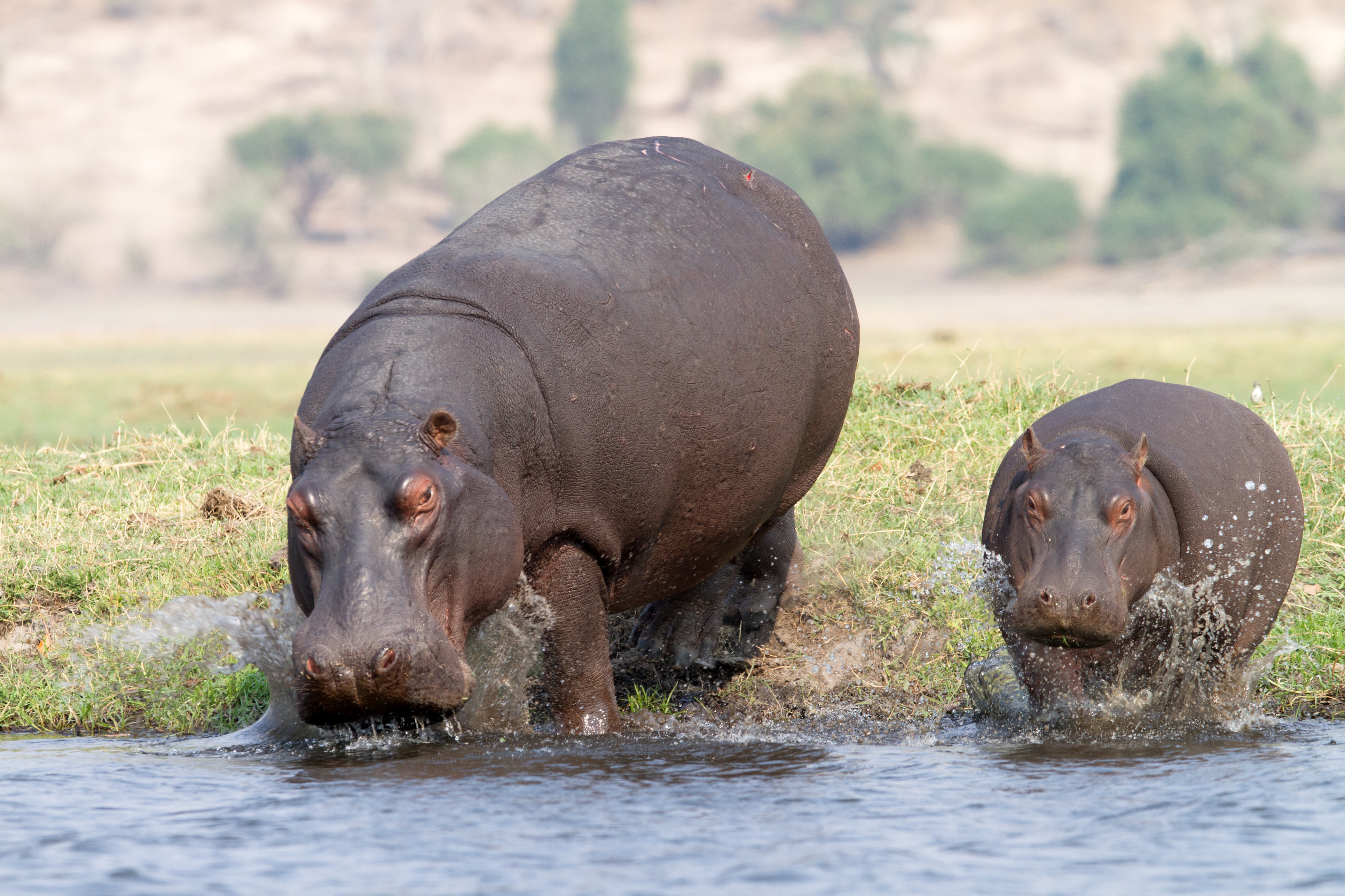 Hippos at the Zambesi river, Cobe National Park, Botswana