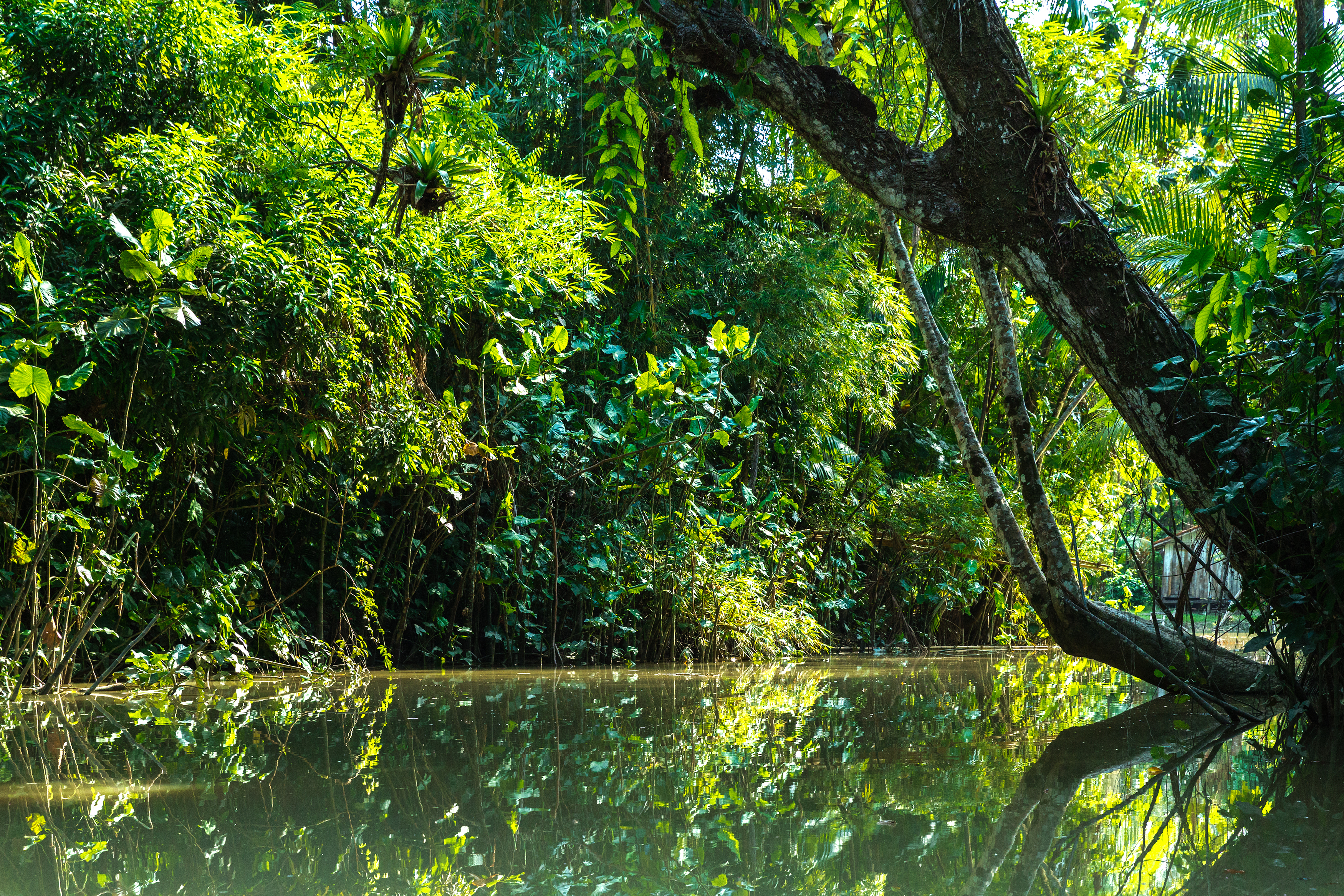 Wetlands in Belem do Para, Brazil