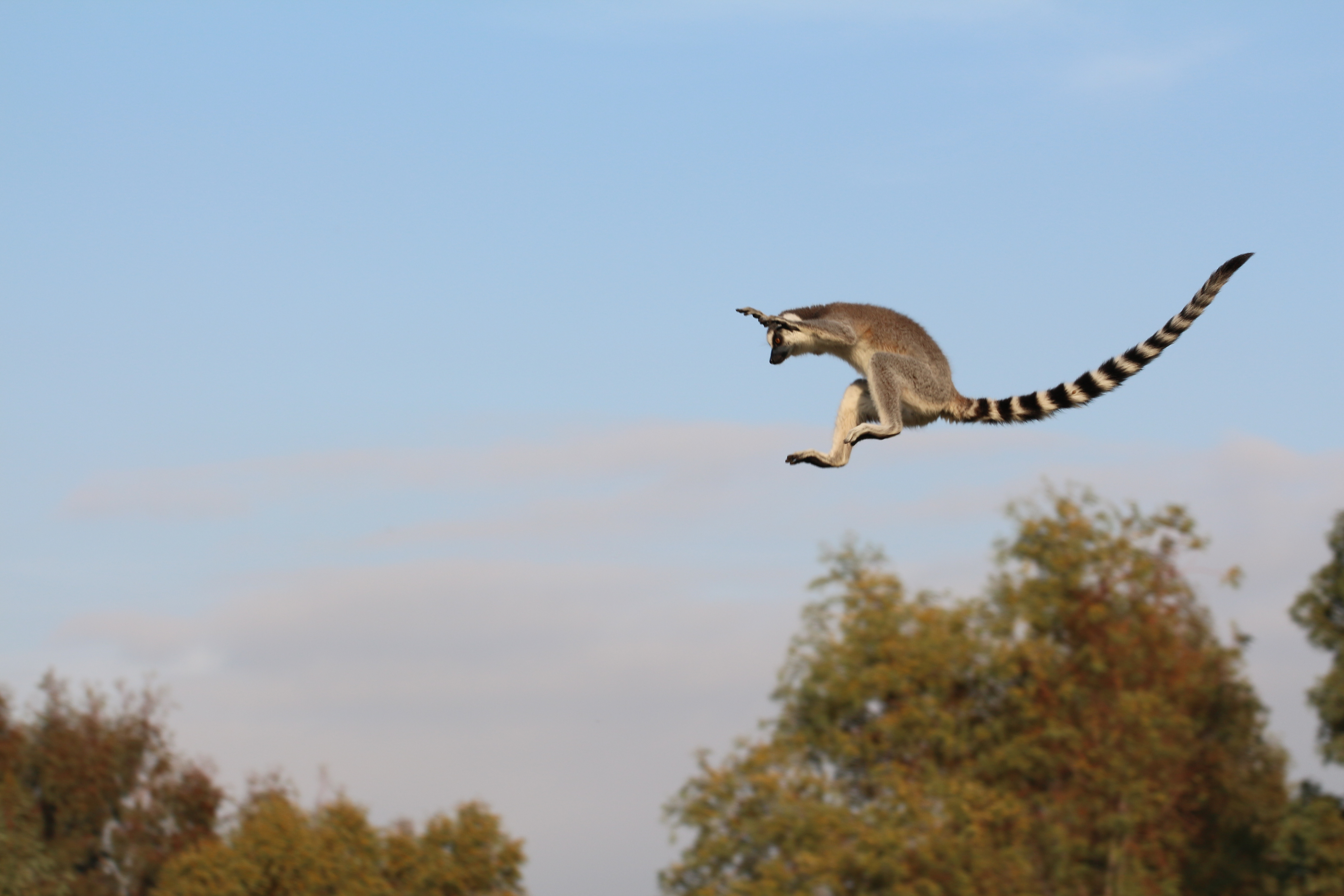 Leaping Lemurs in Madagascar