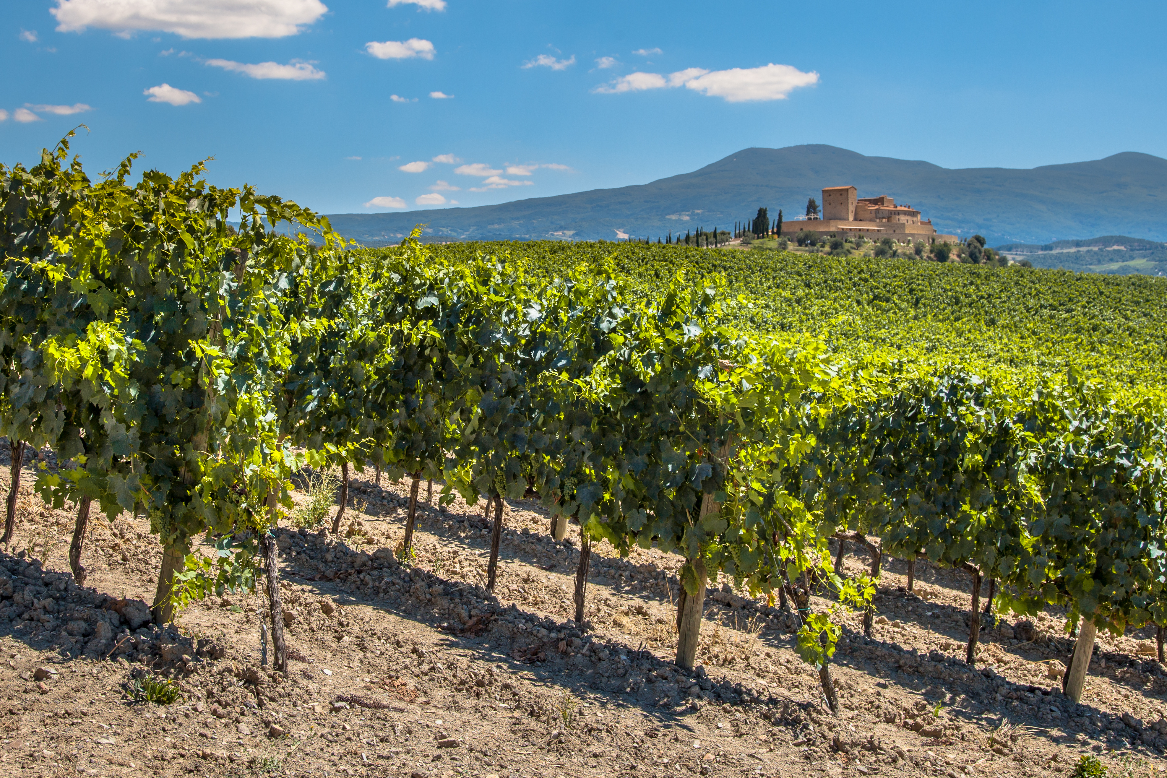 Vineyard with Rows of grapevines 