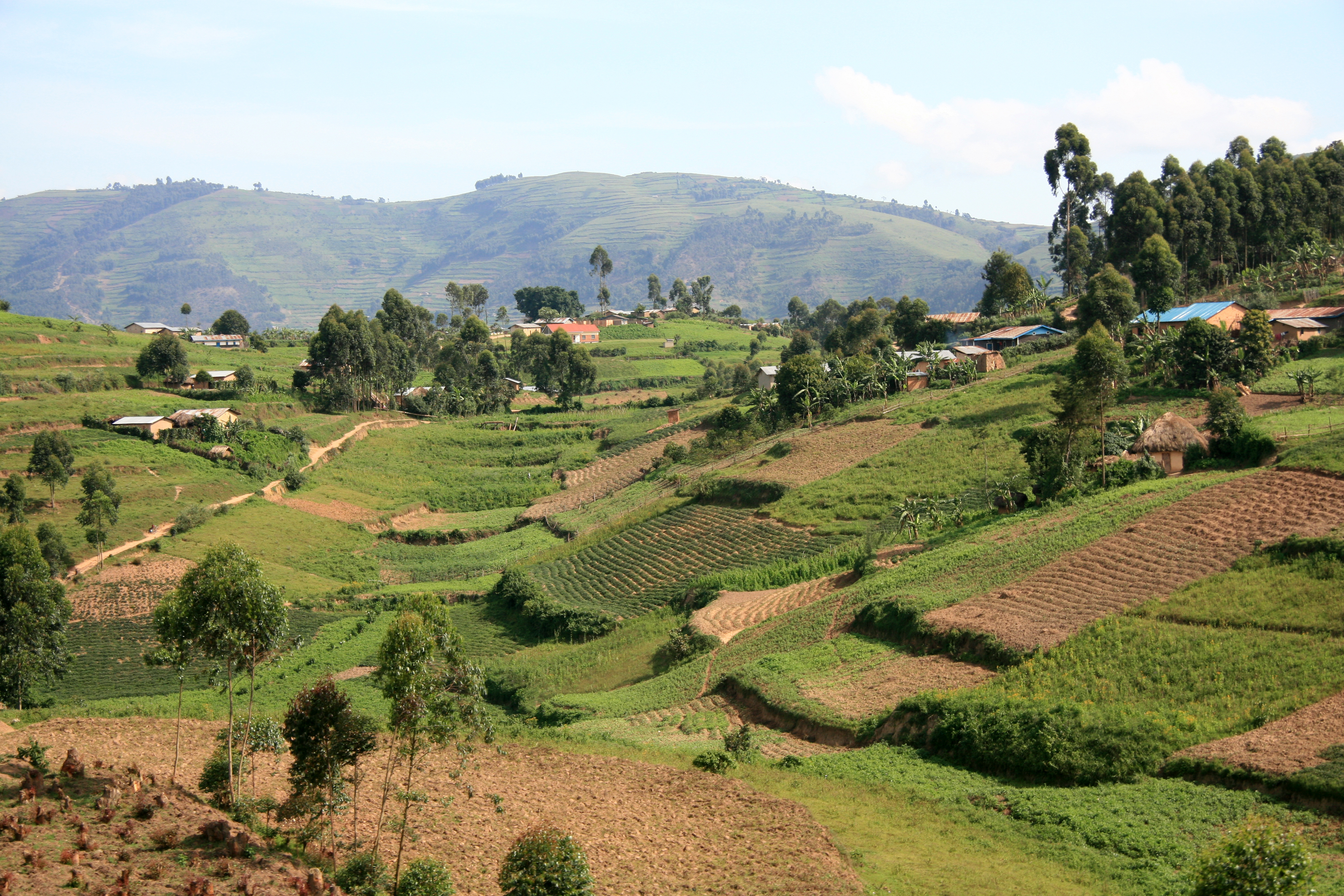 Rice Fields in Kisoro District in Uganda - The Pearl of Africa