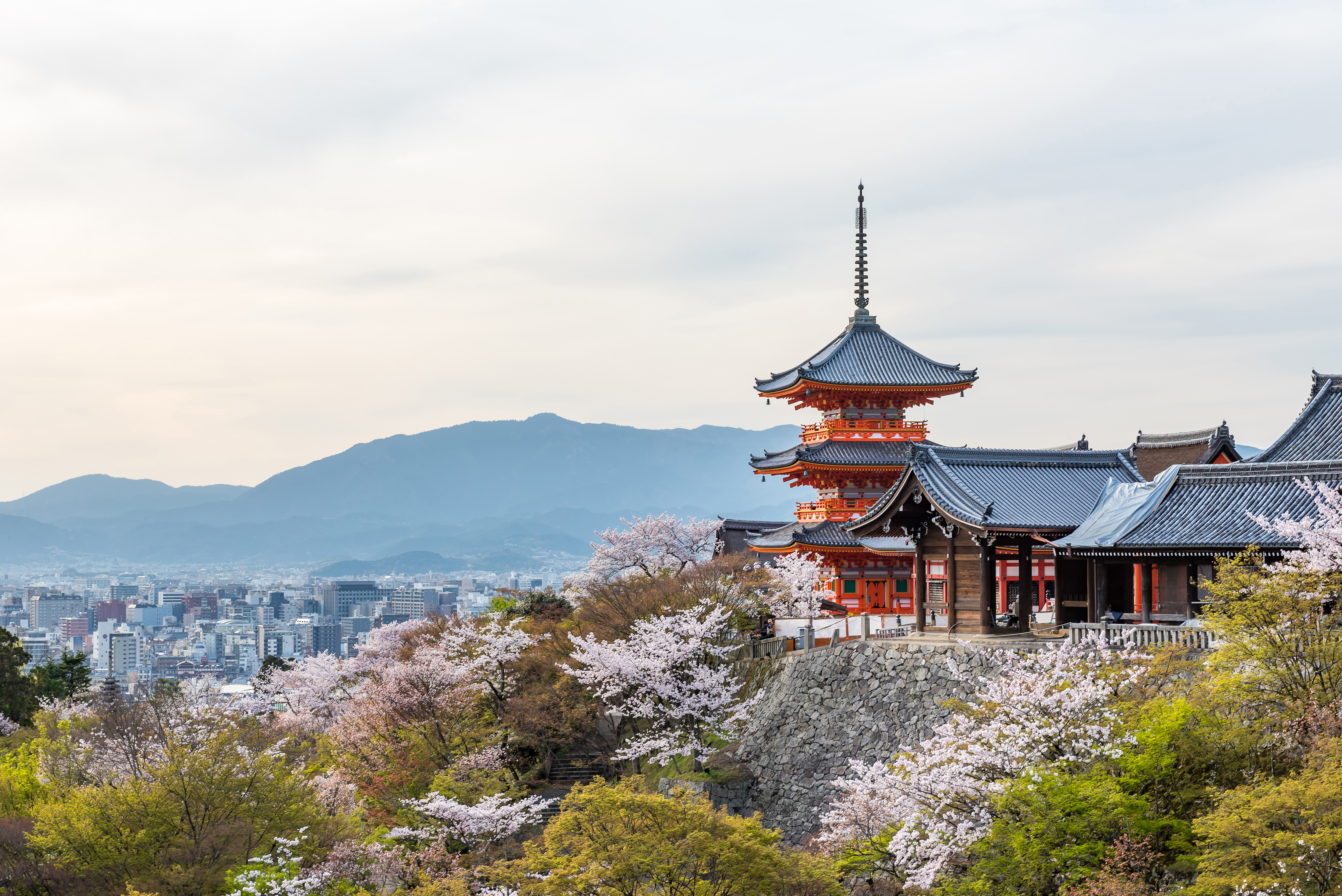 Kiyomizu-dera Temple and cherry blossom season (Sakura) spring time in Kyoto, Japan