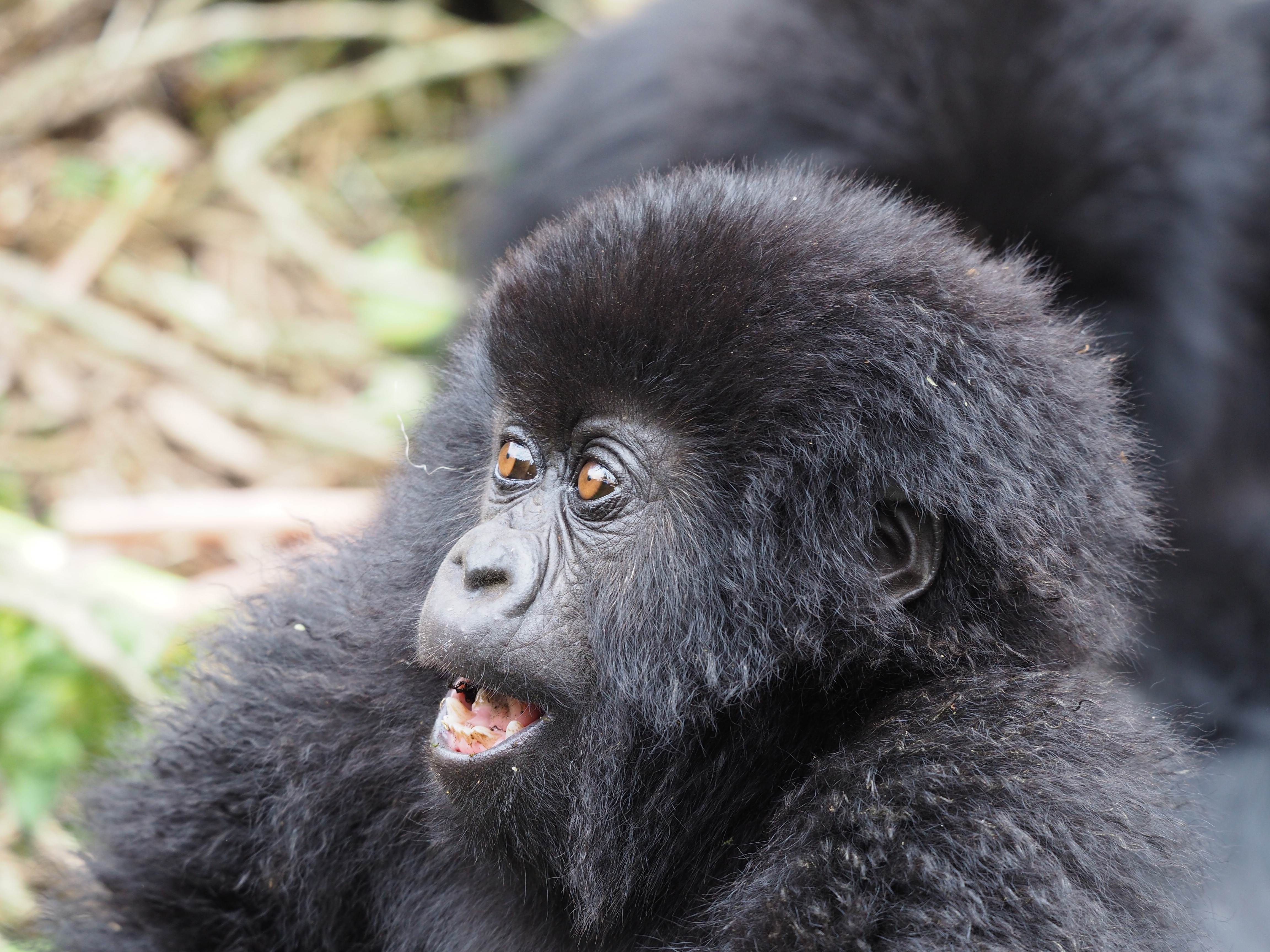 Mountain Gorillas in the Volcanoes National Park, in Rwanda