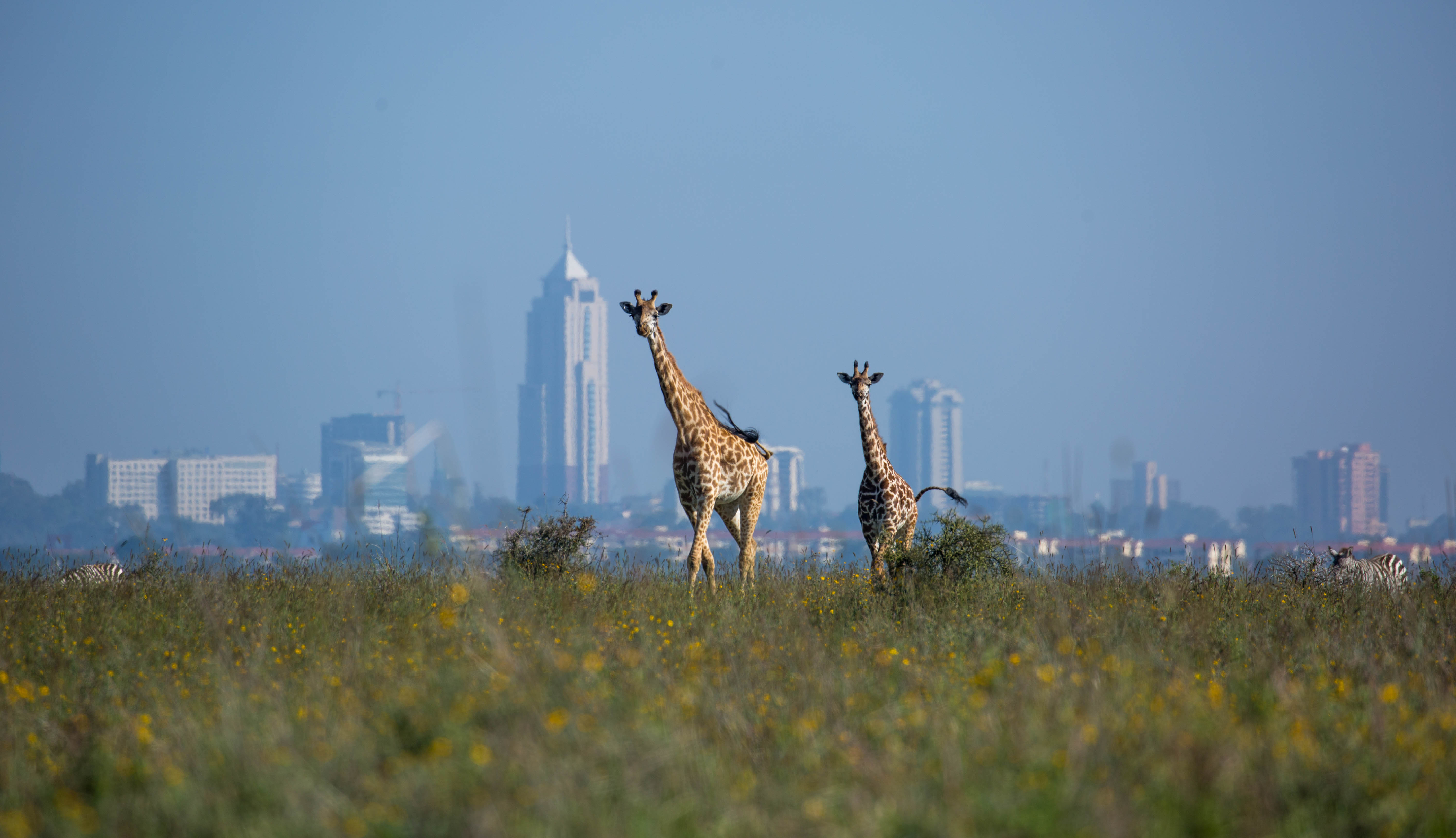A Masai Giraffe (Giraffa camelopardalis tippelskirchii aka Kilimanjaro giraffe) and her calf in Nairobi National Park with the city in the background.