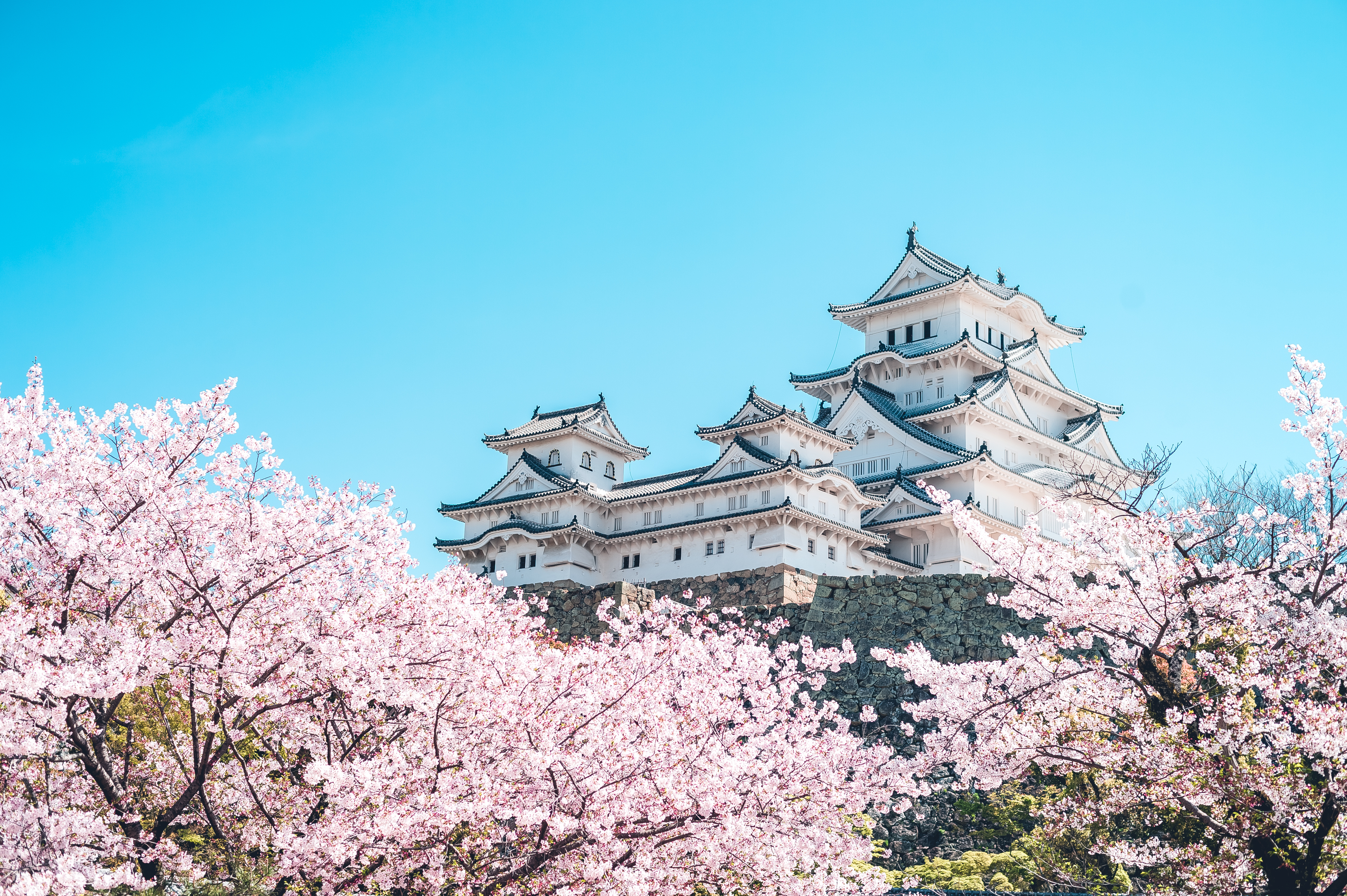 Himeji Castle in the midst of cherry blossom season