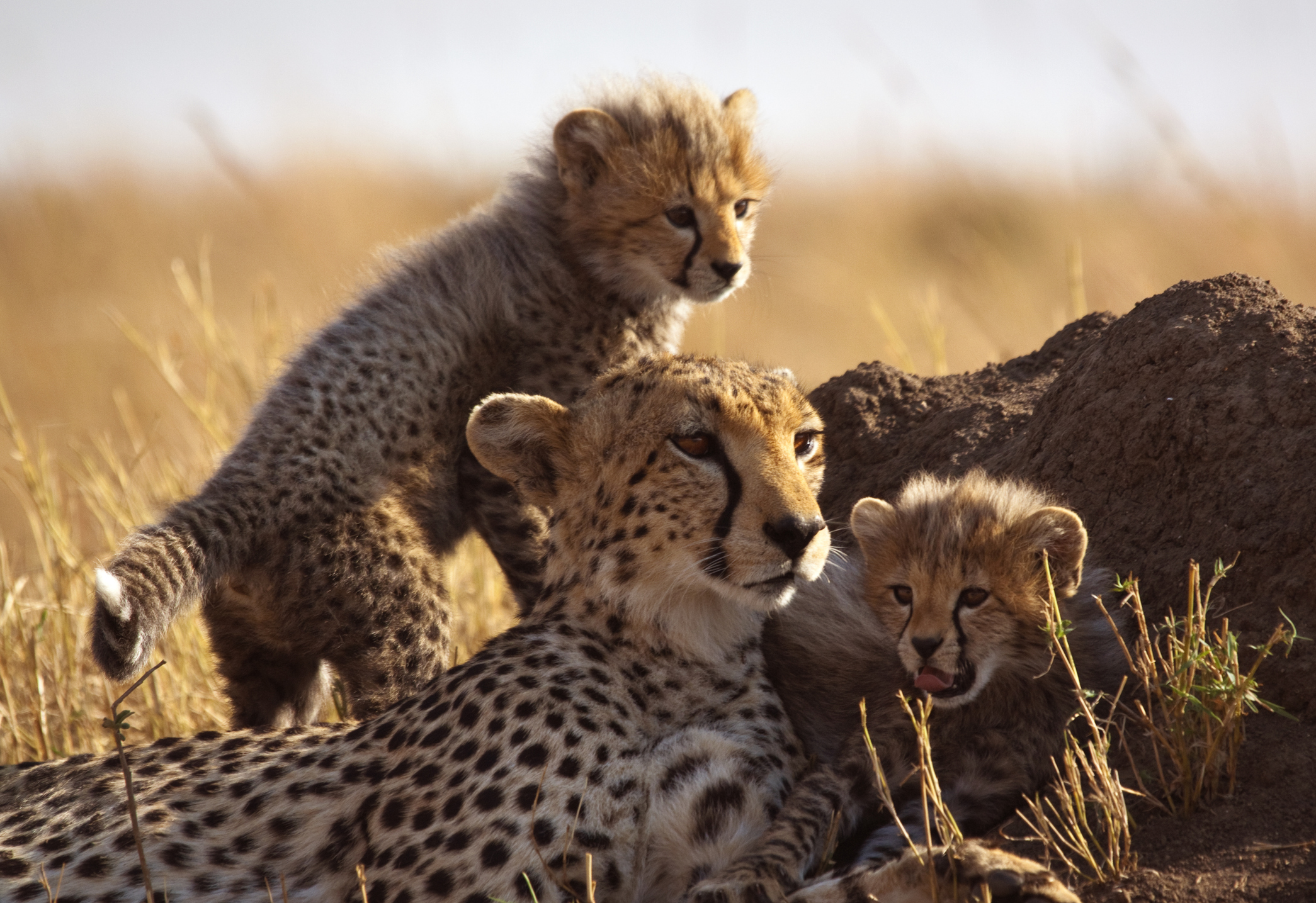 A mother cheetah and her cubs play in the tall grass of the Maasai Mara in Kenya.