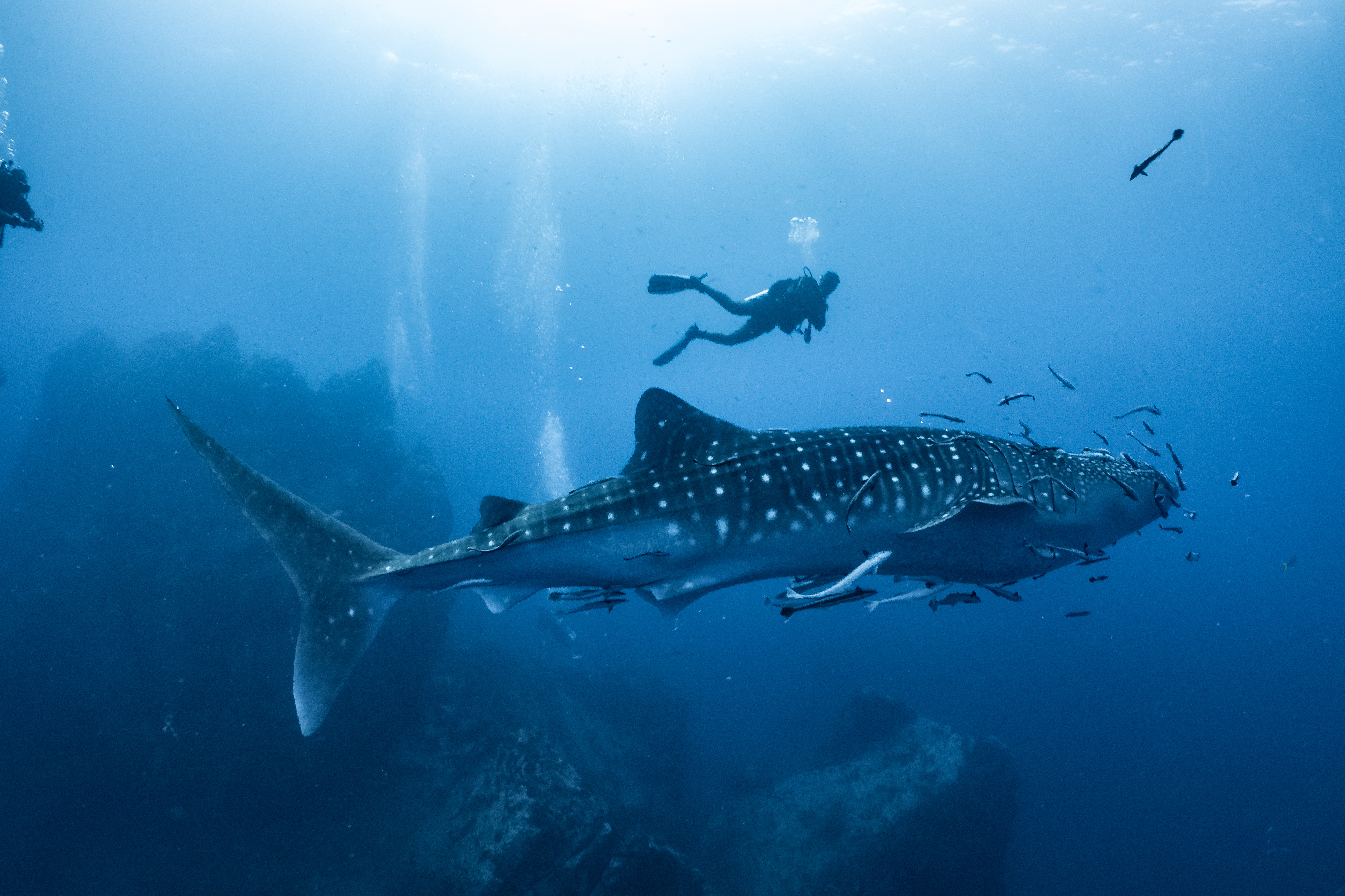 scuba diver alongside a whale shark under the water