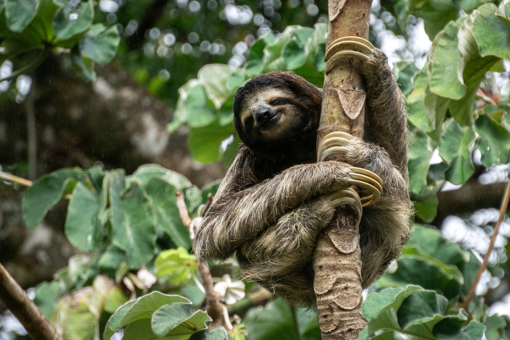 Panama three toed sloth
