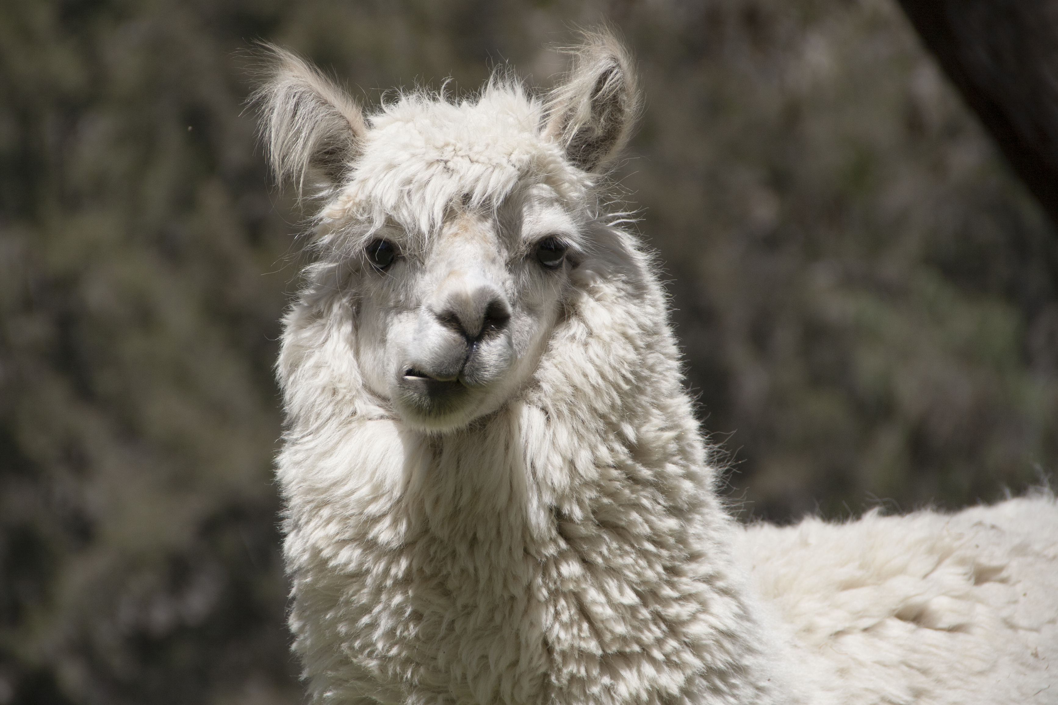 Chewing Llama, South America