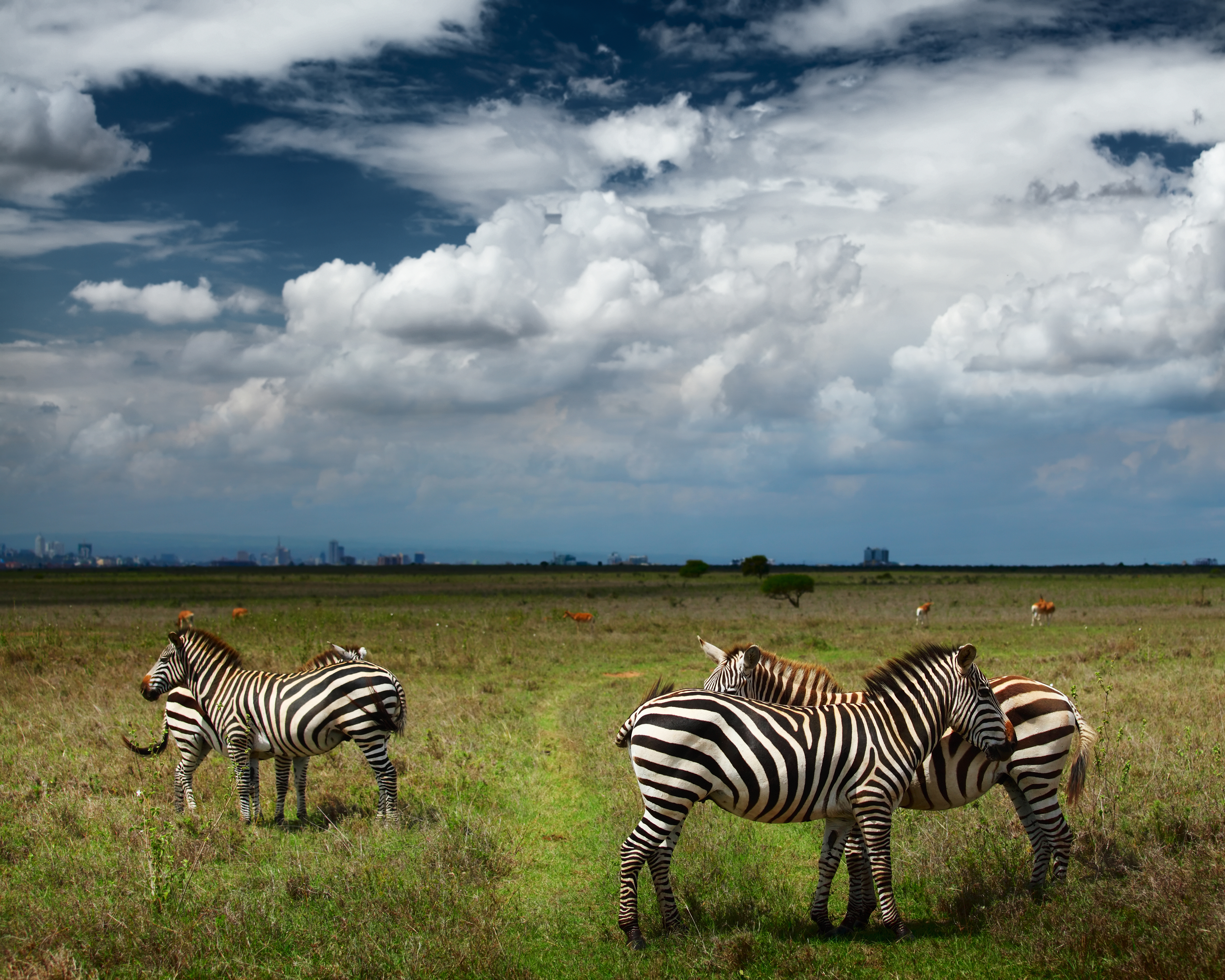 Zebras in Savanna of Nairobi National Park, Kenya