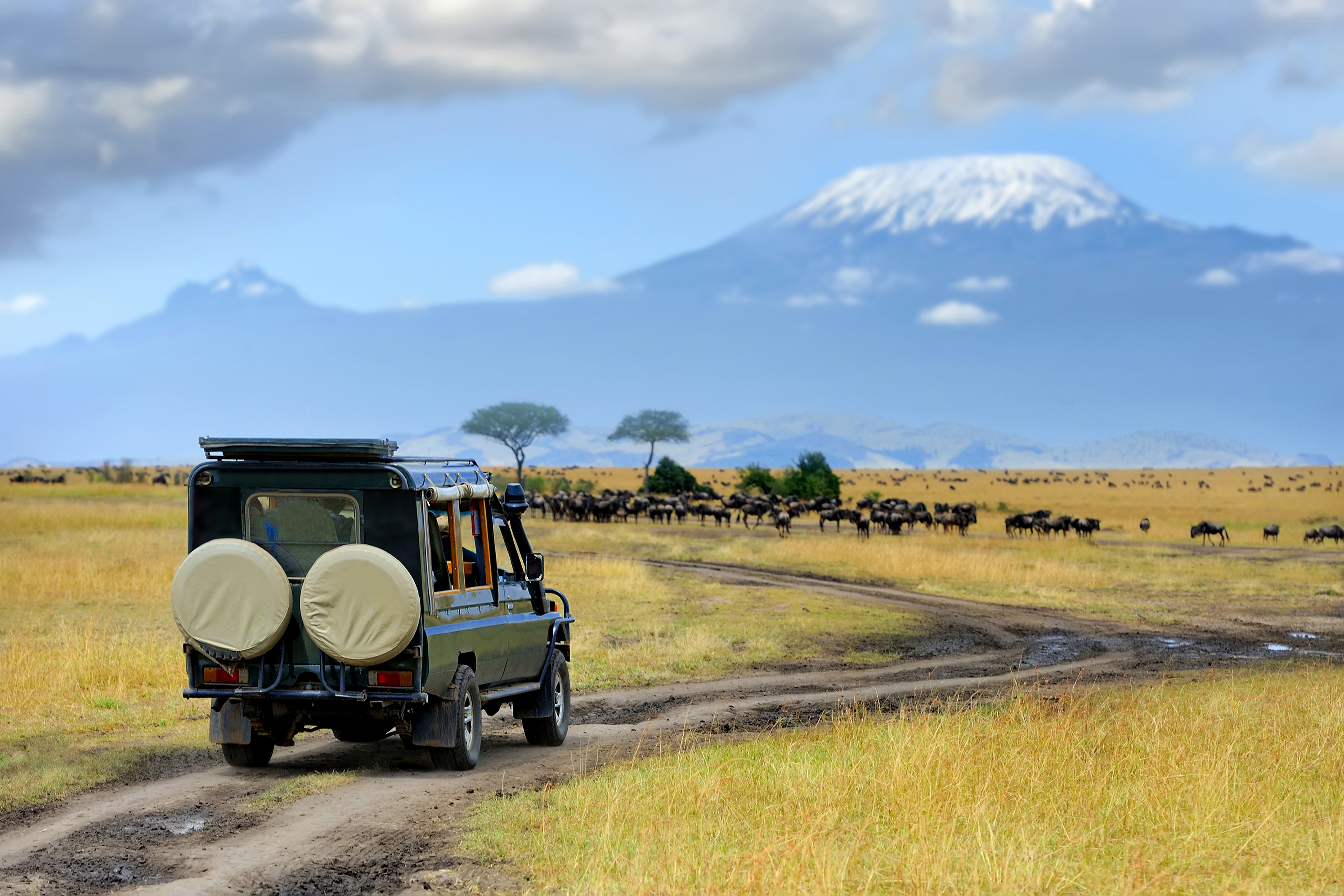 Safari game drive with wildebeest, Masai Mara Reserve in Kenya 