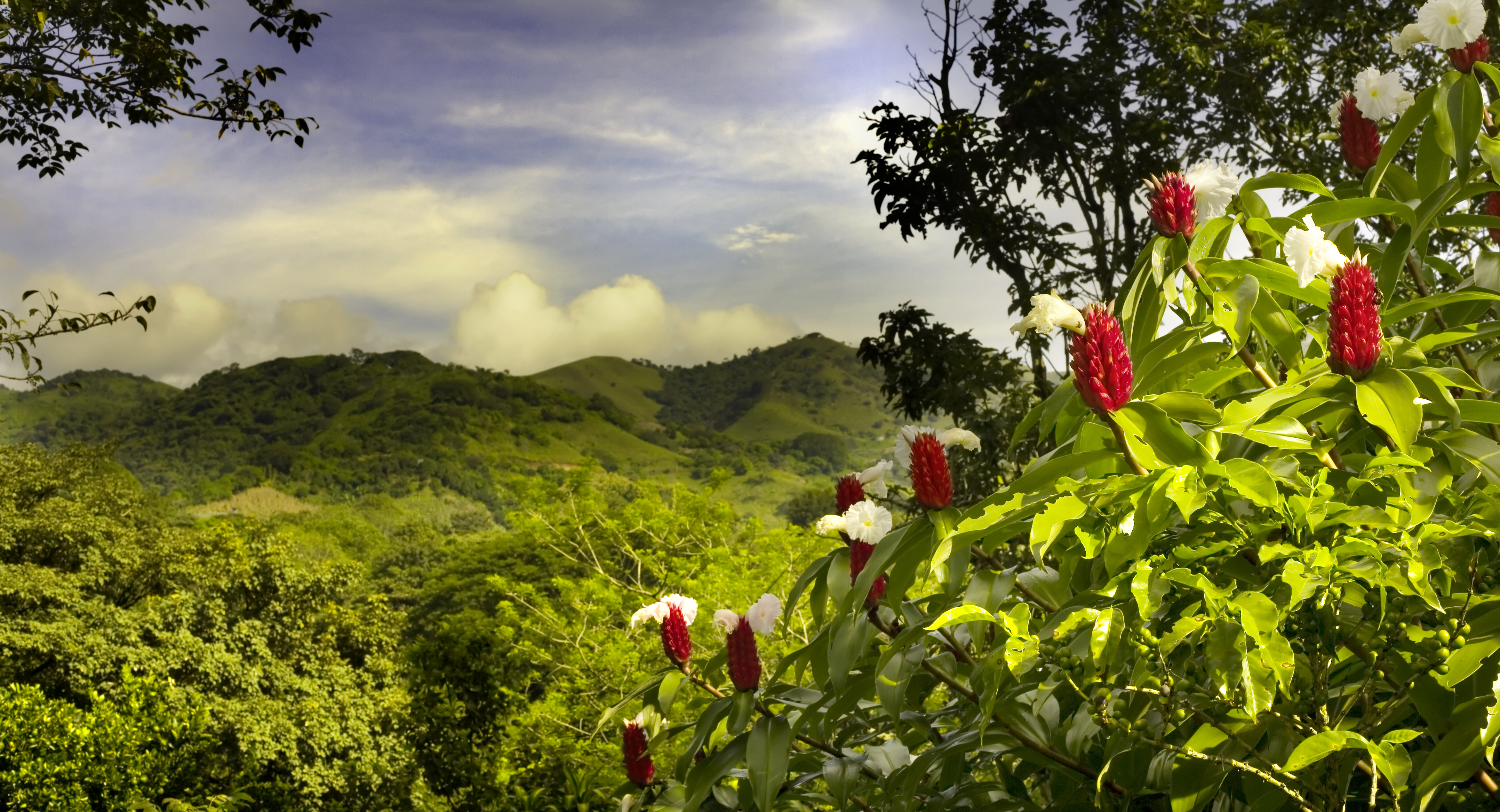 Costa Rica Forest