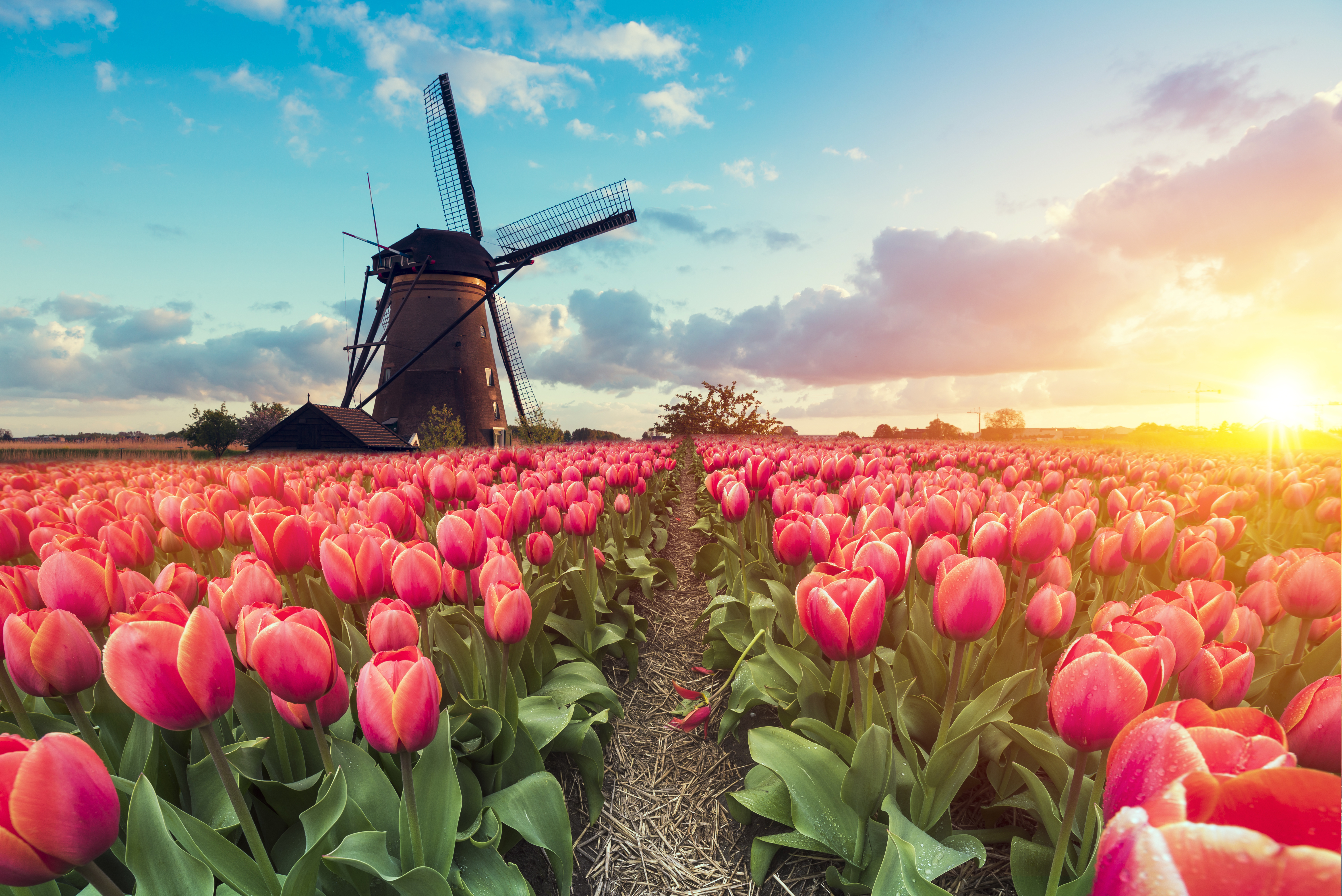 Pathway leading to the windmills of Kinderdijk, near Rotterdam, Netherlands