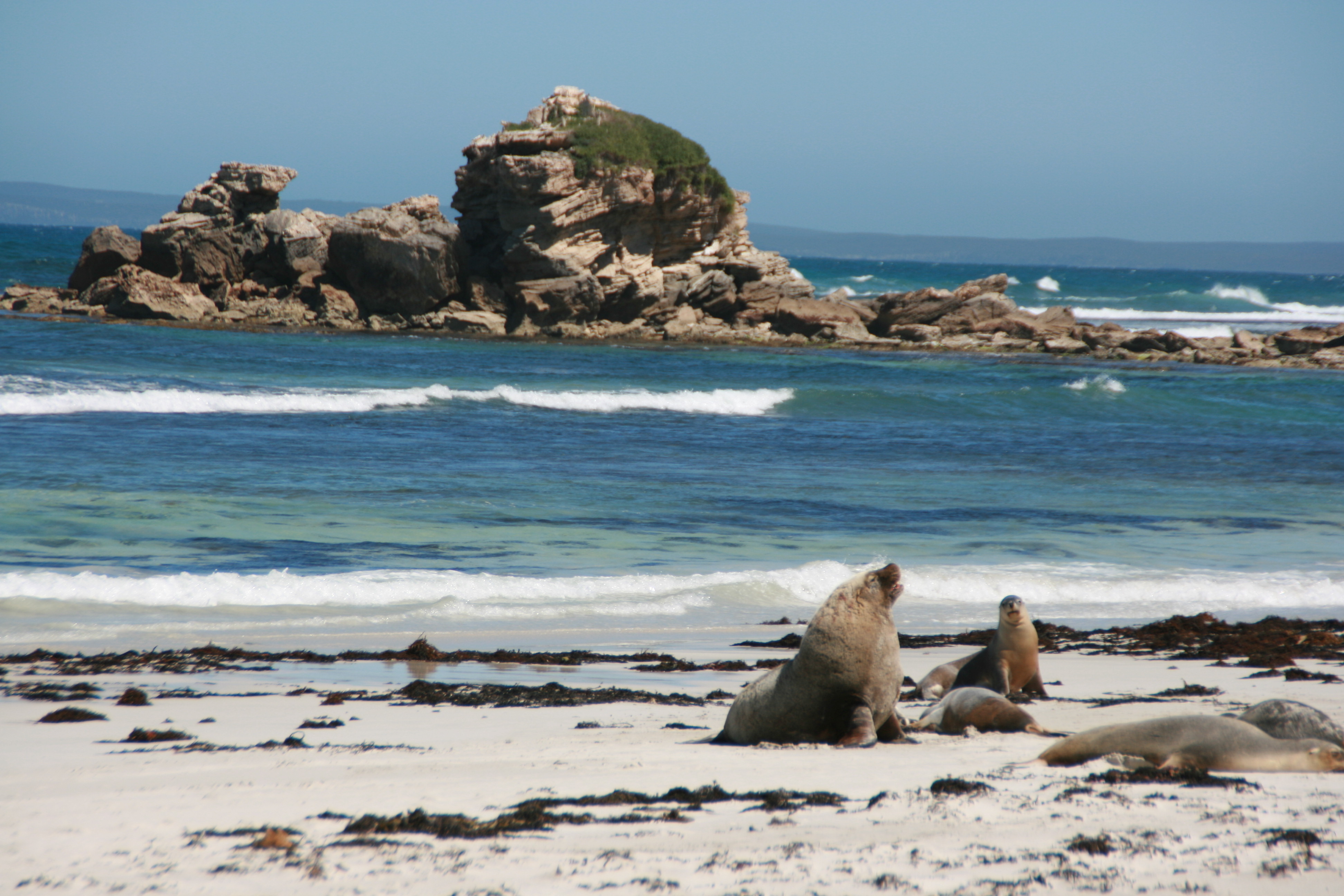 Kangaroo Island Seals, Australia