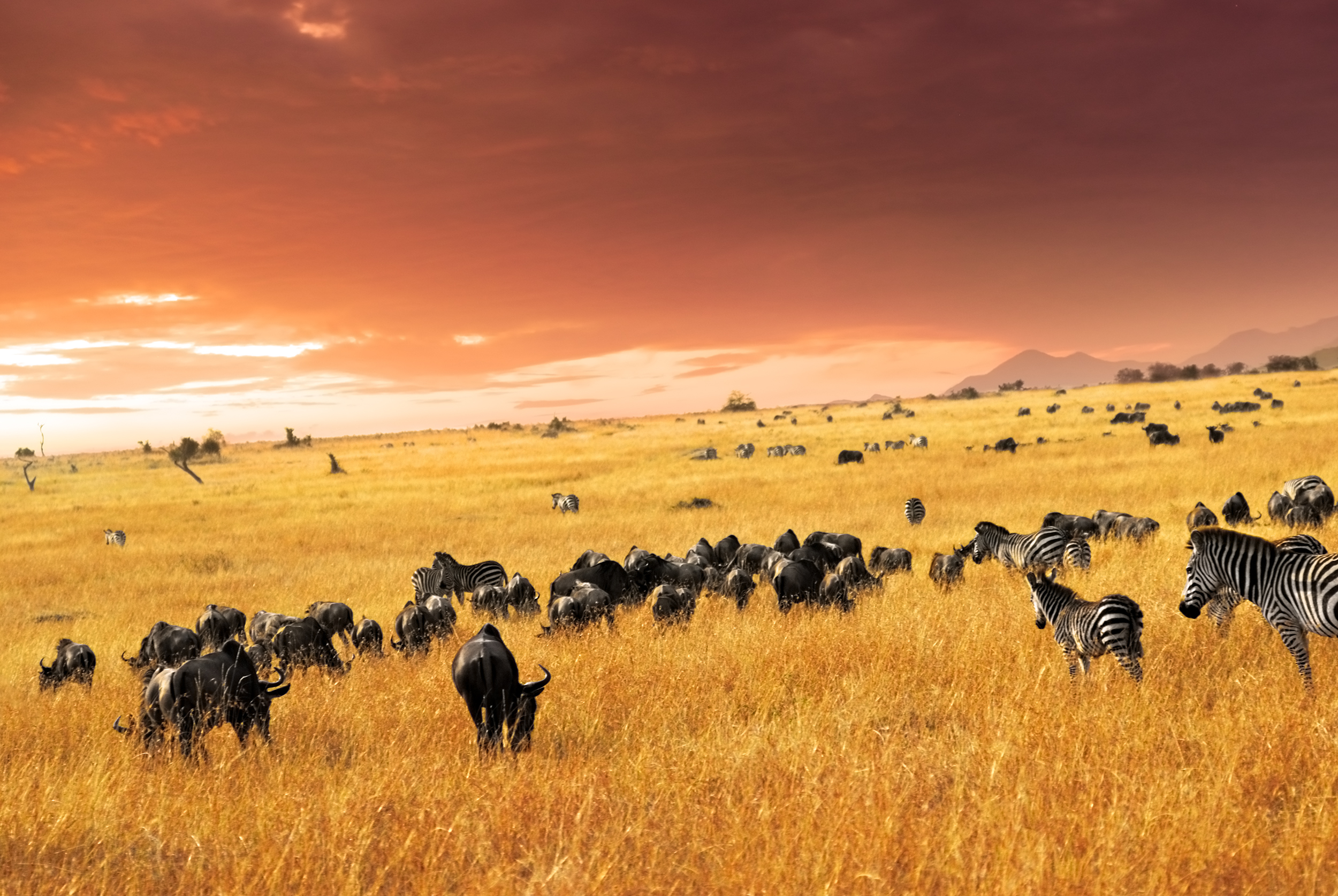 Zebra herd, antelopes and wildebeest at sunset in the savannah, Masai Mara, Kenya