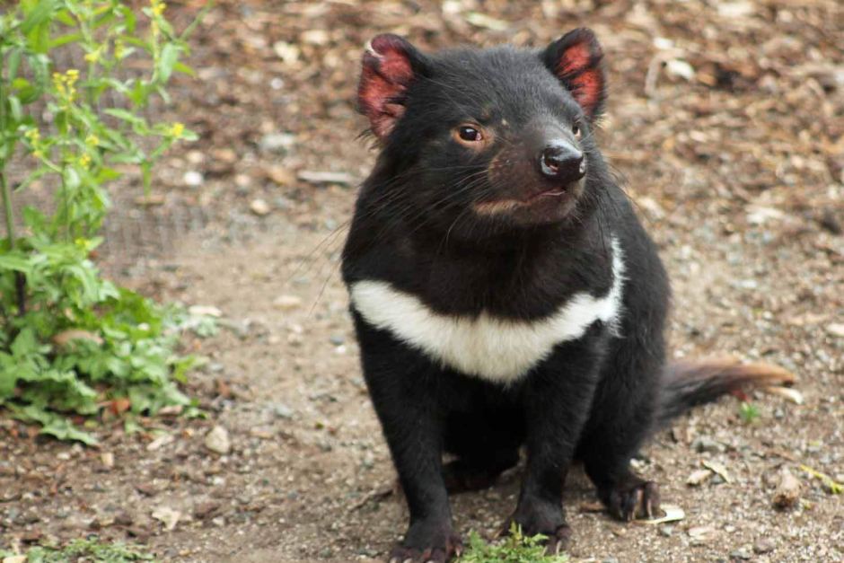 A healthy Tasmanian Devil. Photo credit ABC Local: Damien Larkins