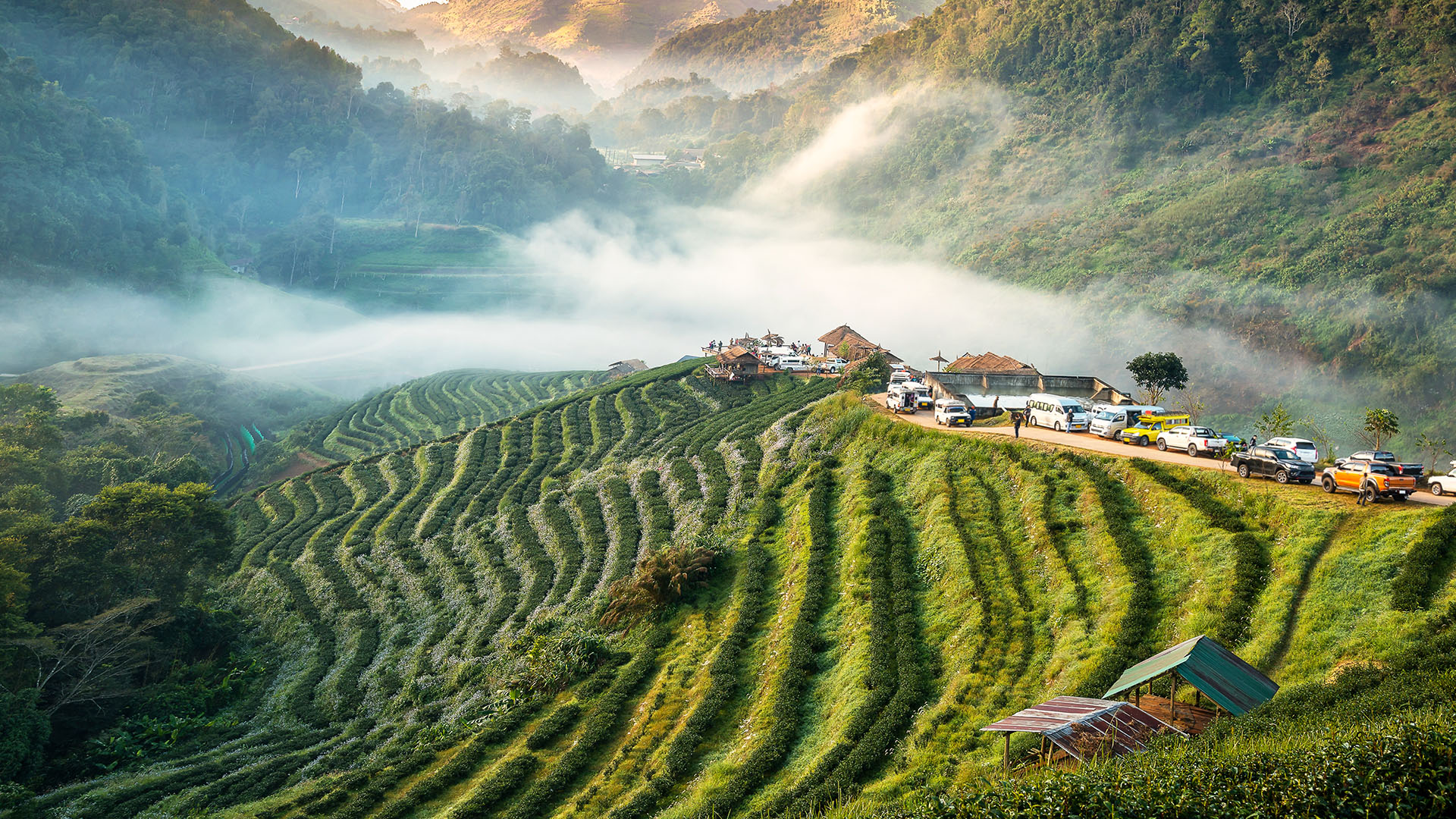 A road of trucks and vans leading into a Thai tea plantation on lush, cloud covered hills