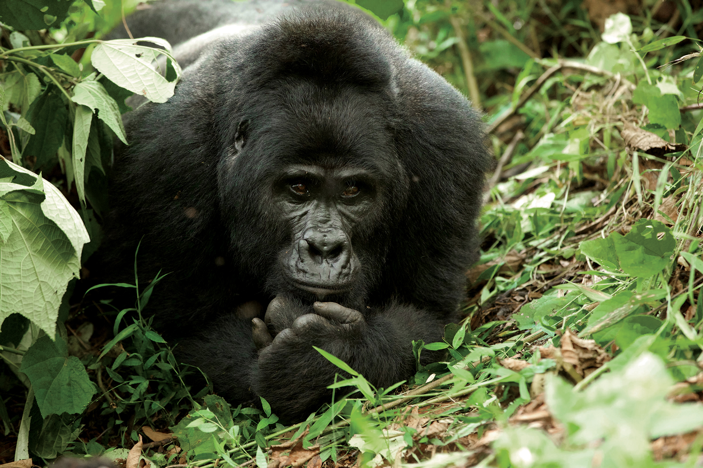 a mountain gorilla contemplates its surroundings like a wise old man of the forest