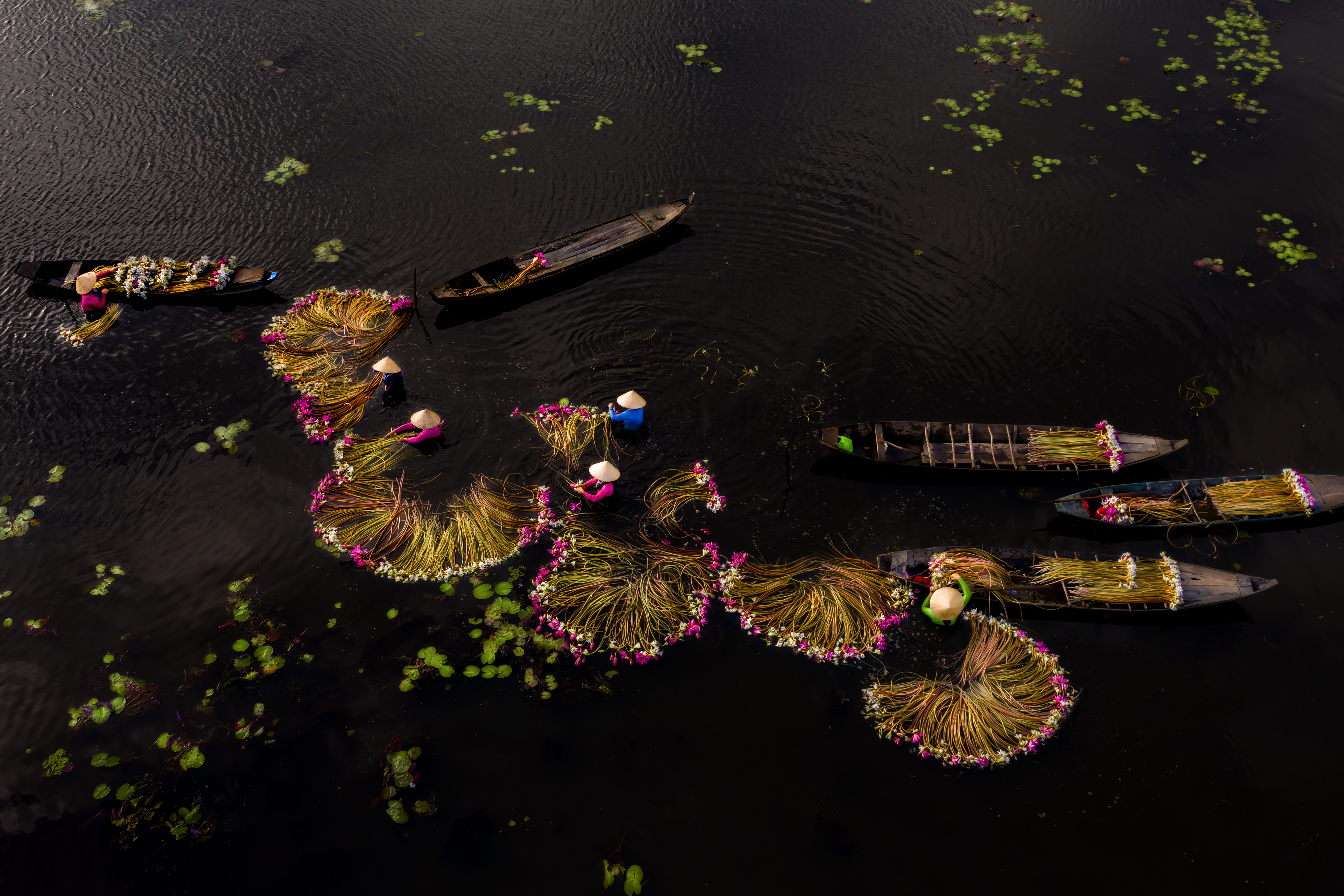 aerial view of Vietnam's Mekong Delta, with massive water lilies and traditional fisherman fishing with nets