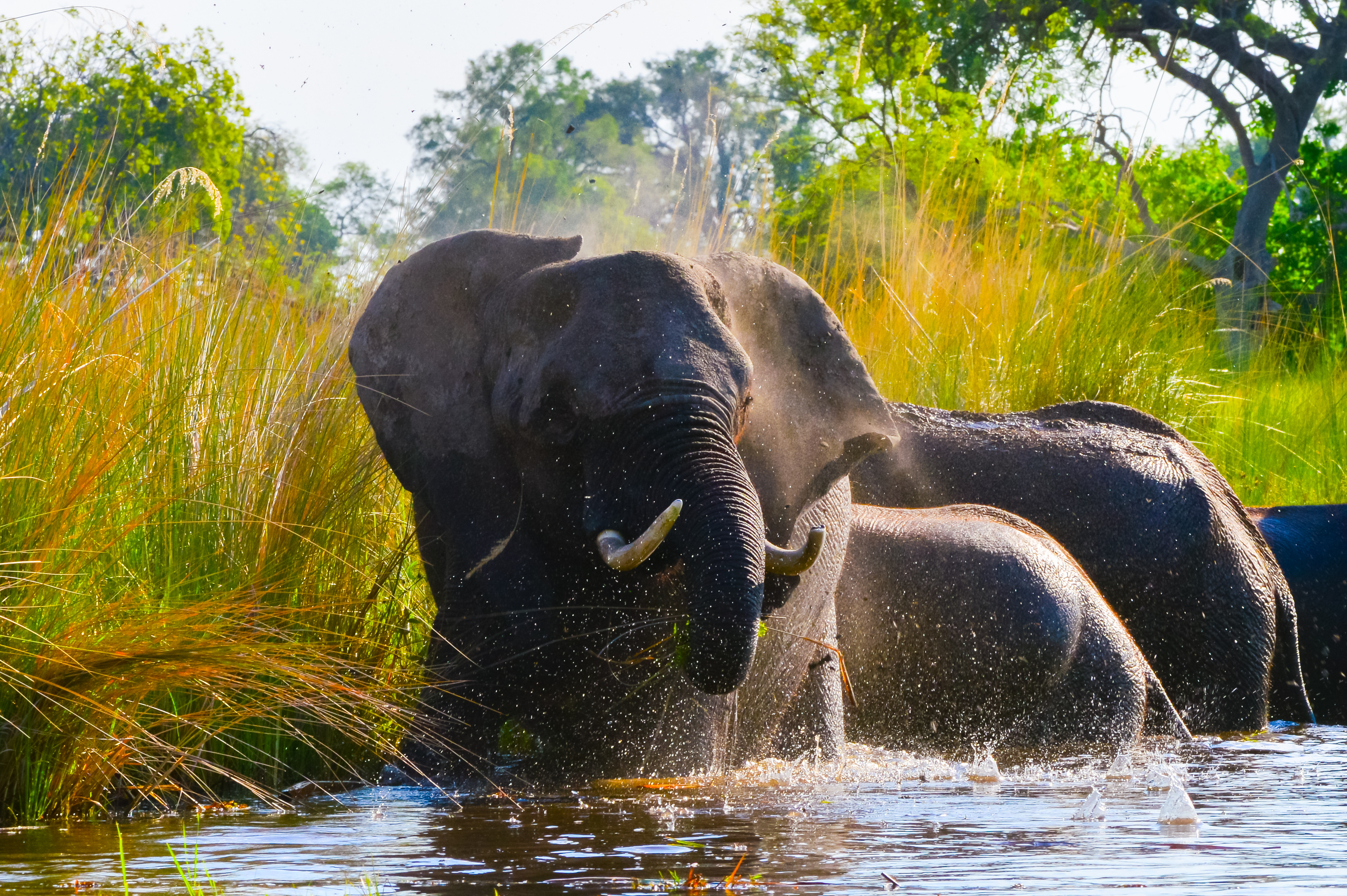 Elephants in Okavango Delta