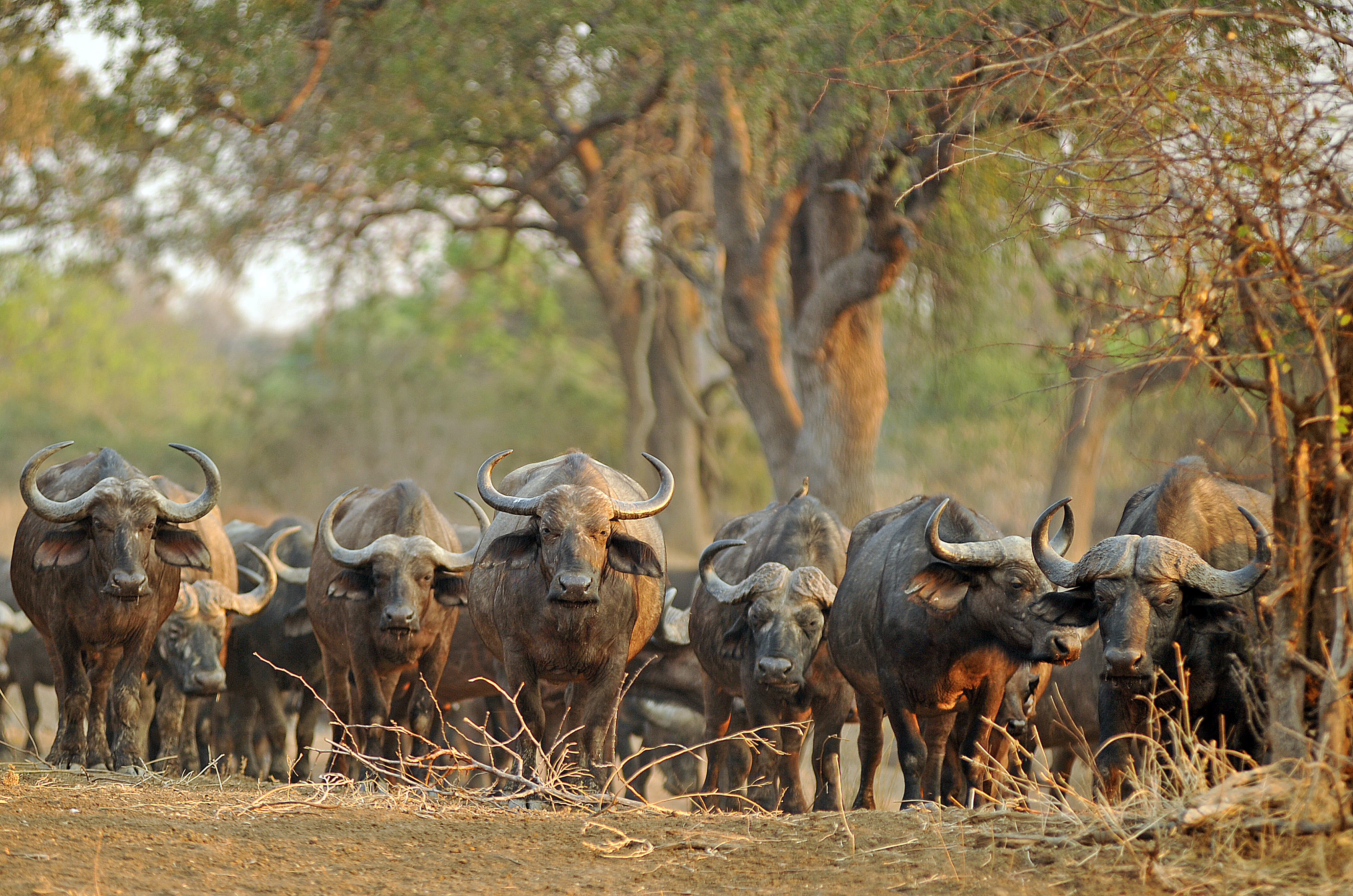 Heard of buffalo walking towards camera