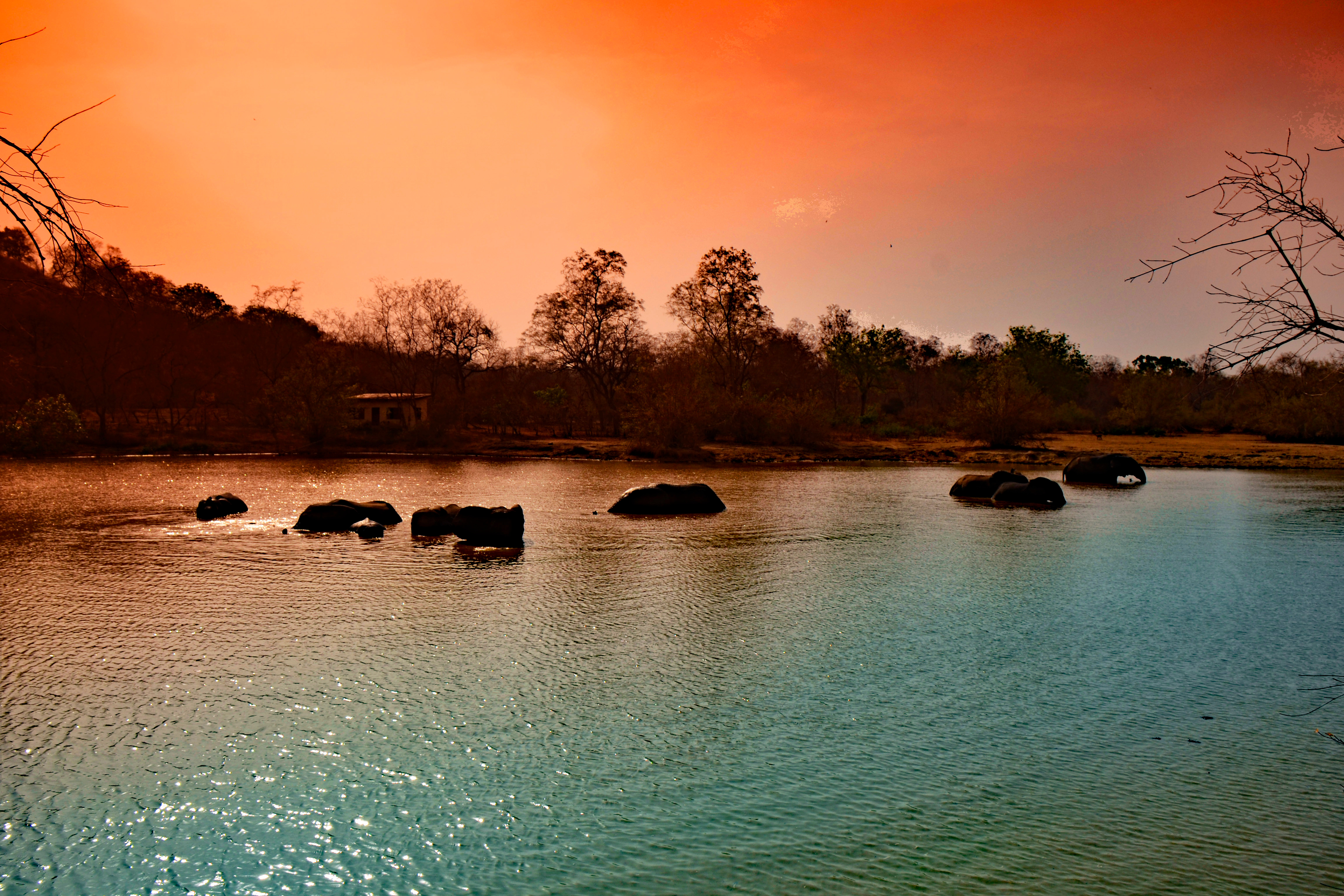 Elephants crossing river in Mole National Park