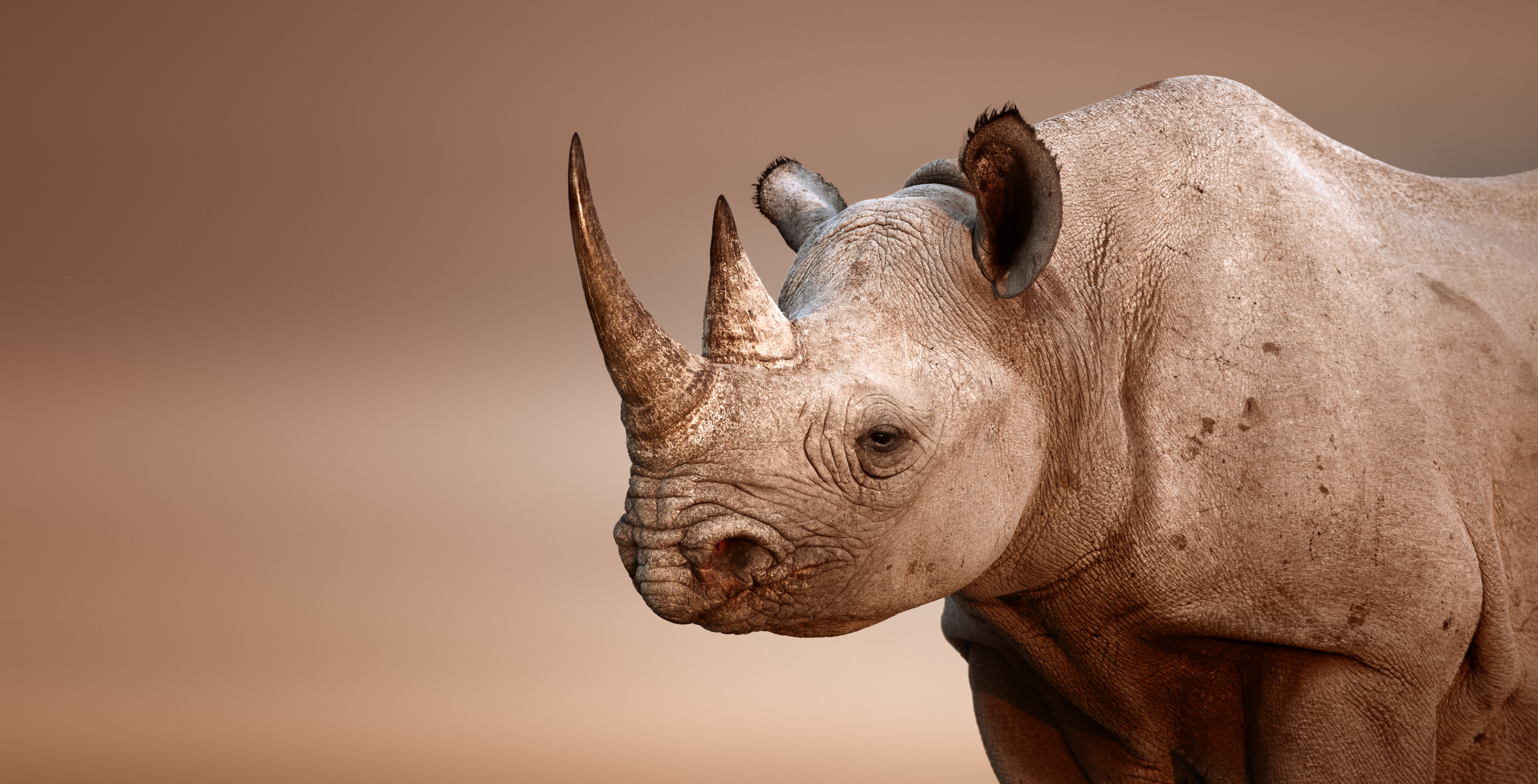 Black Rhino