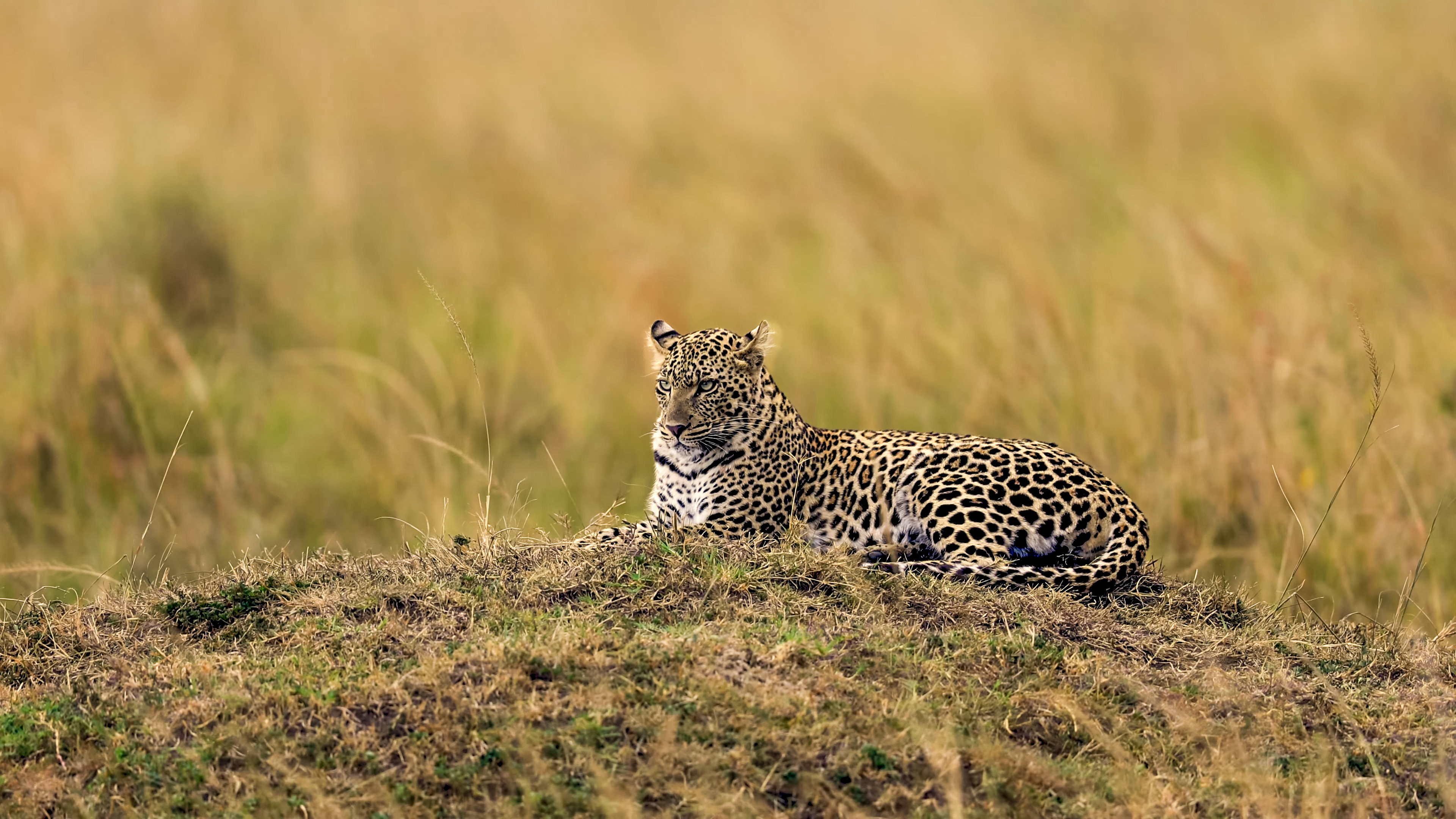 The African leopard in the Moremi Game Reserve