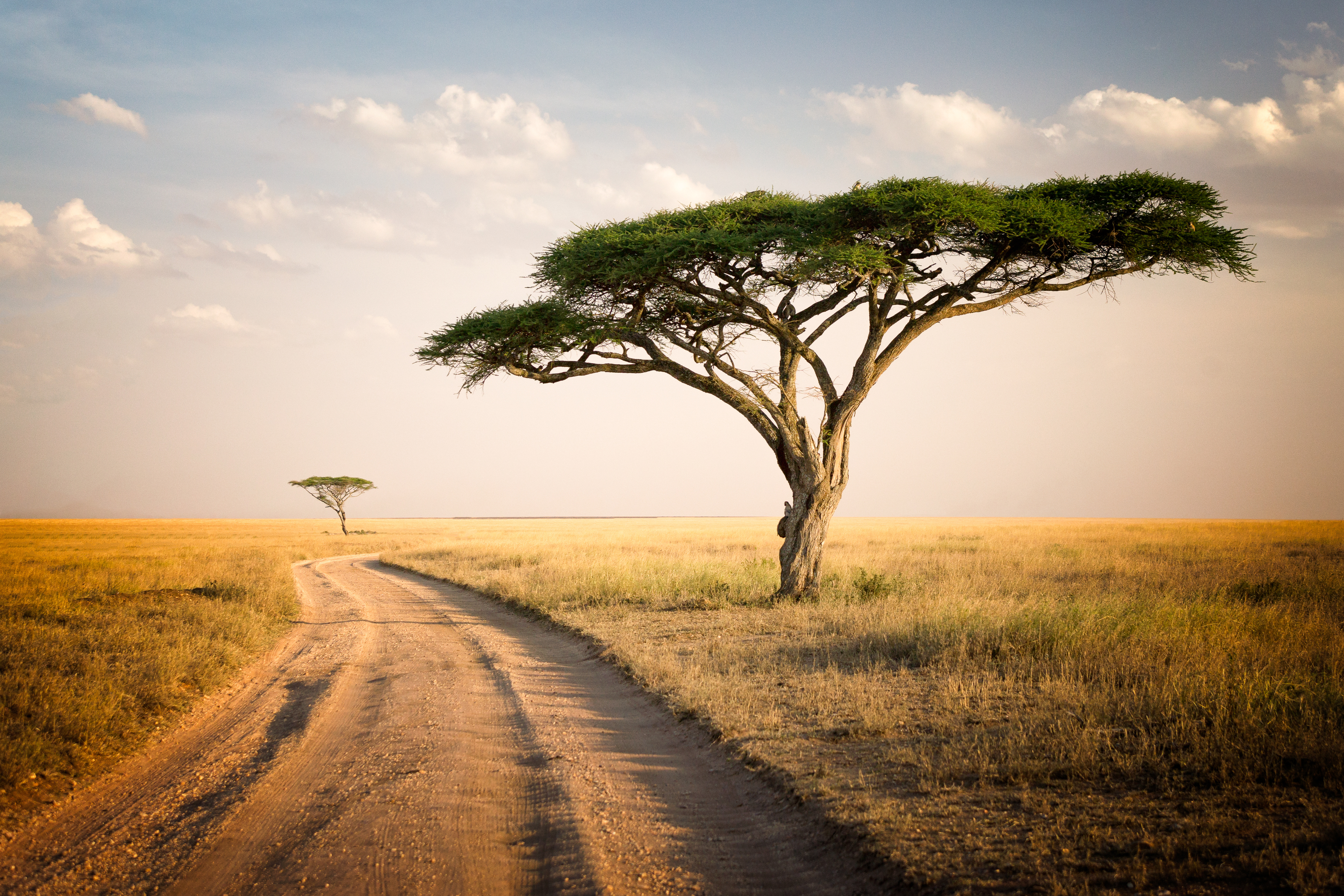 Acacia tree and the african landscape