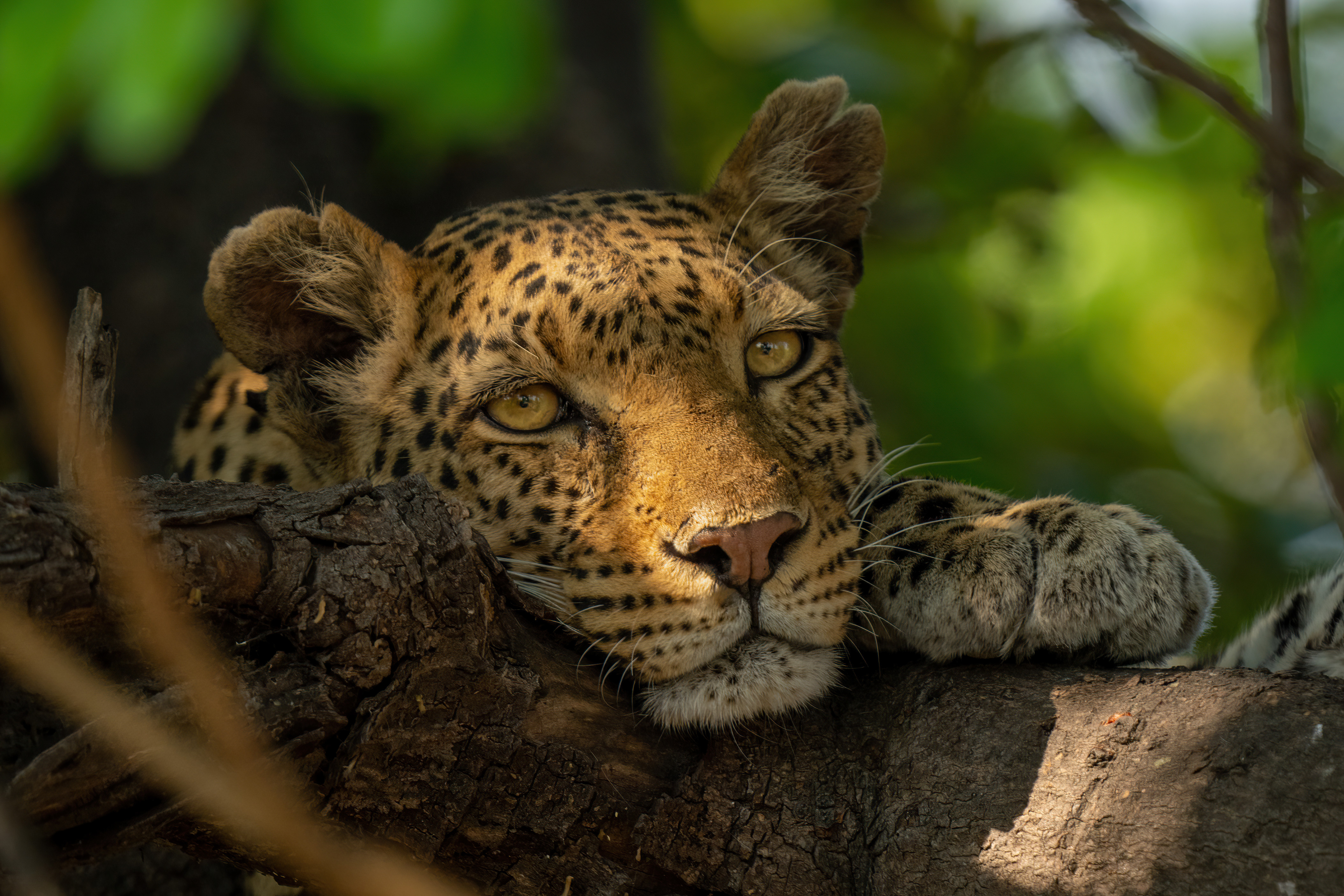 Leopard sitting in a tree in Chobe National Park - Botswana