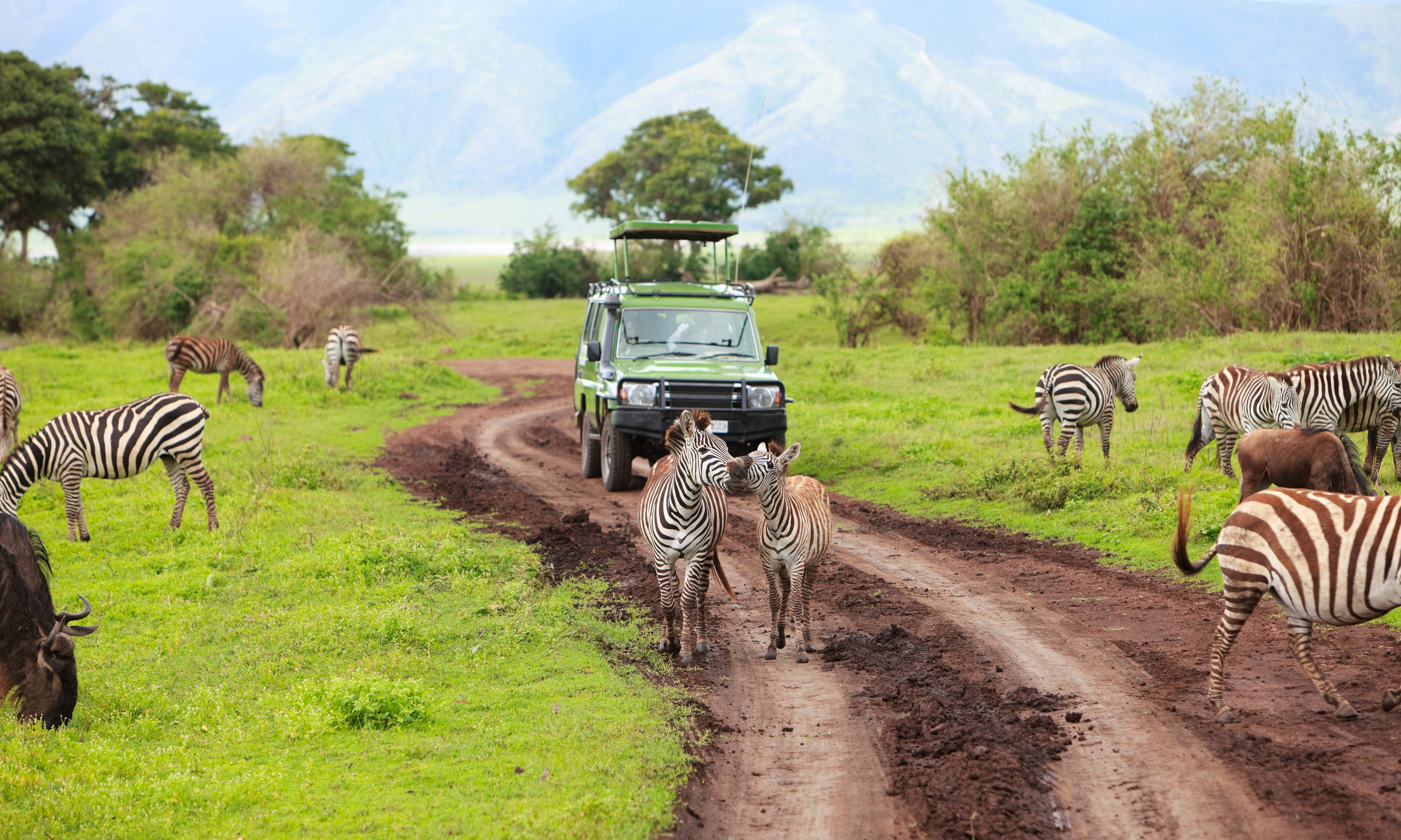 zebra & safari vehicle