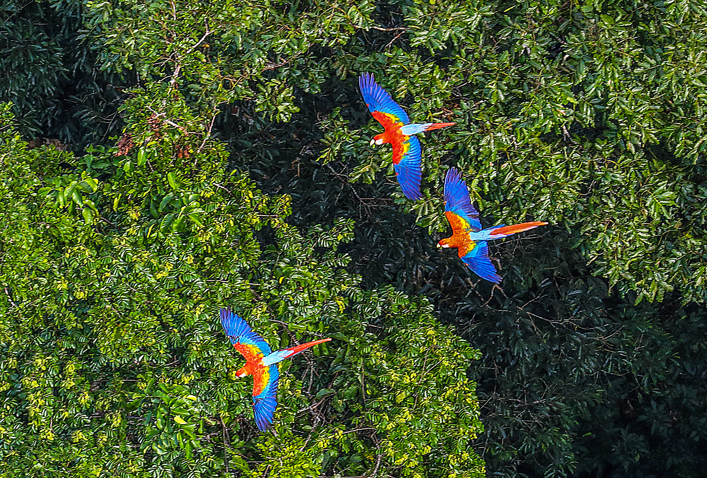 Drone view above three Macawa birds in the Amazon Rainforest, state of Acre, Brazil