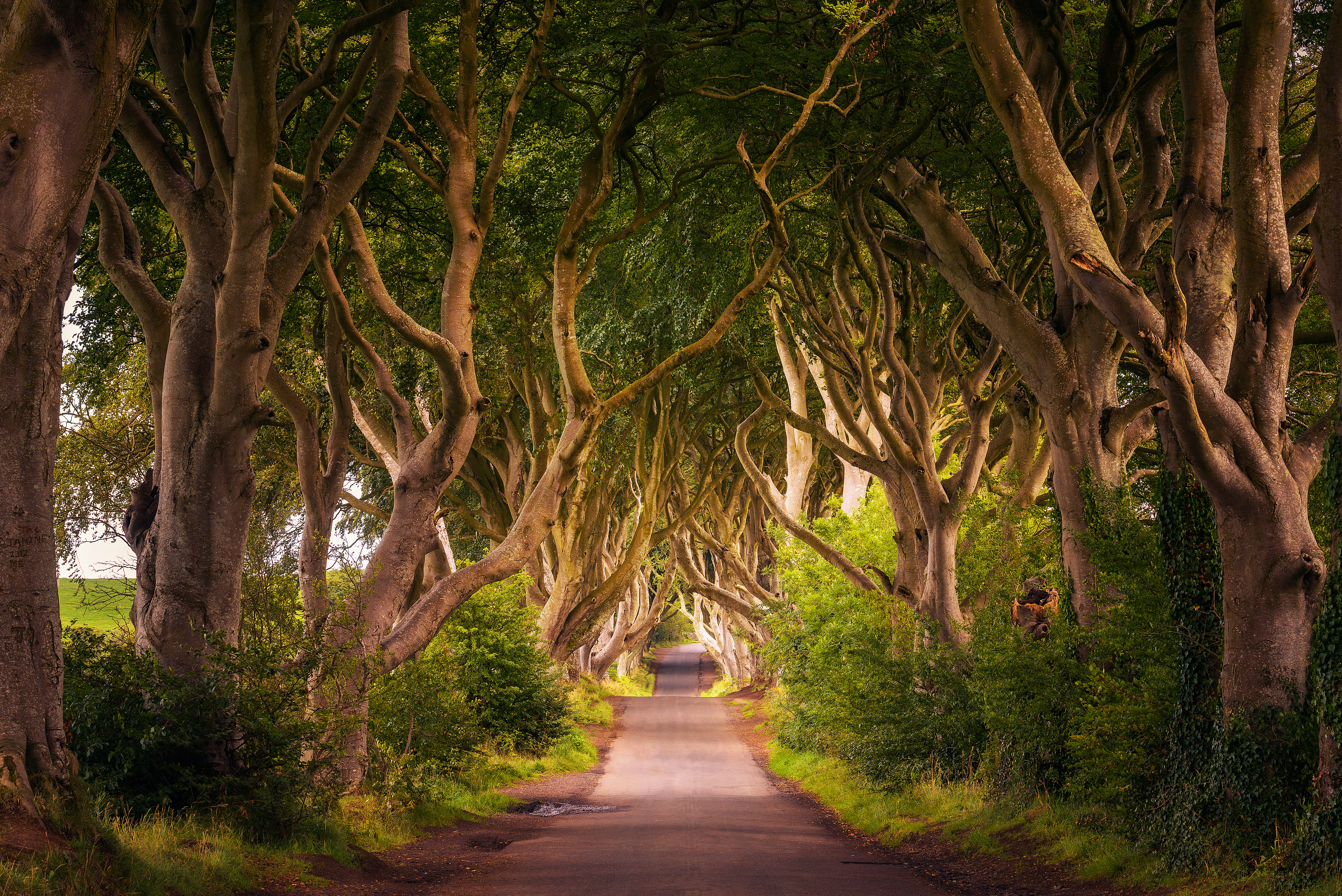 Road through the Dark Hedges tree tunnel at sunset in Ballymoney