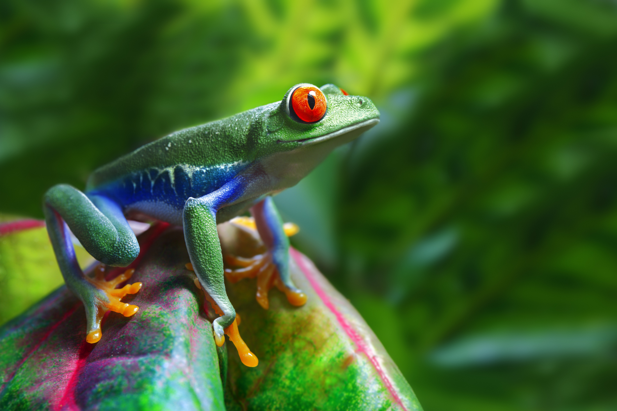 A vibrant green tree frog with red eyes sits on a colorful leaf, surrounded by lush greenery.