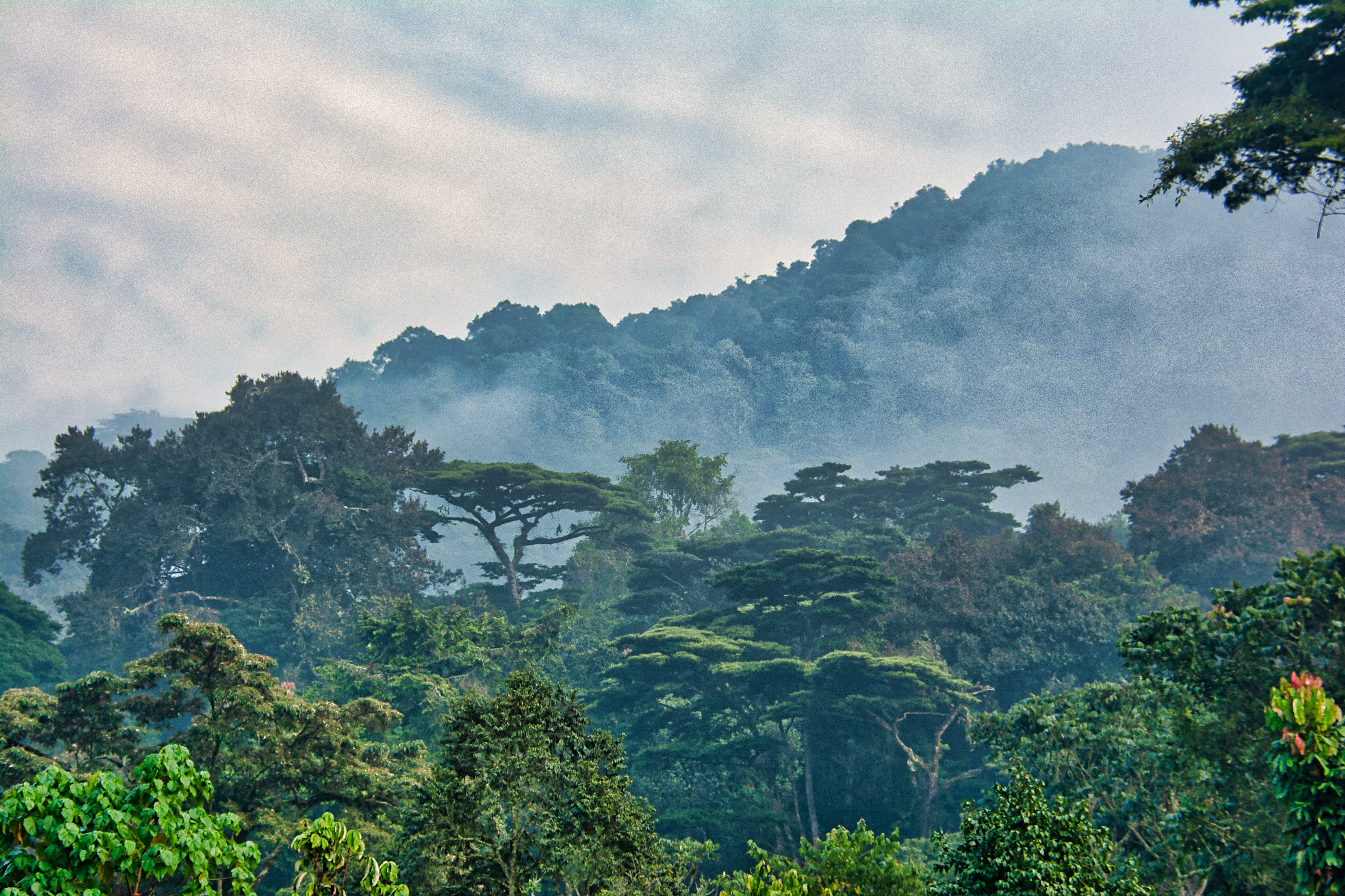 Lush green canopy surrounded by morning mist
