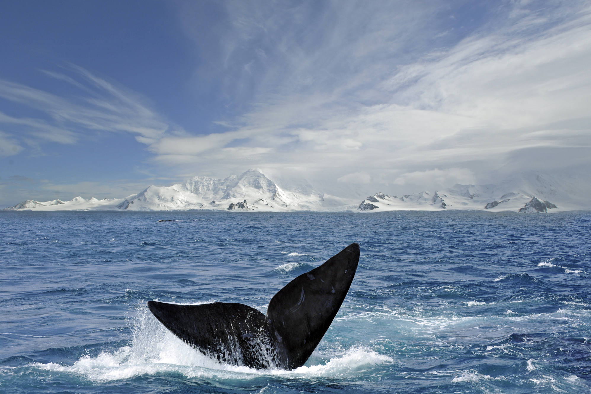 Whale tail in Antarctica 
