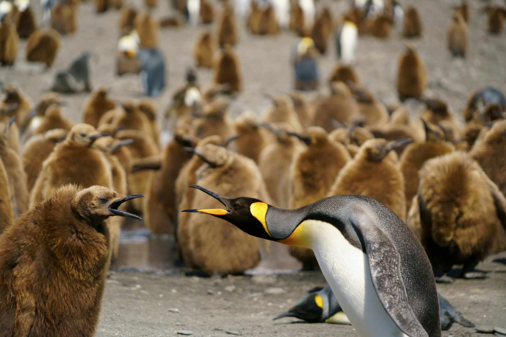 A group of emperor penguins, including adult and chick, on a rocky shore, with adults vocalizing and chicks nearby.