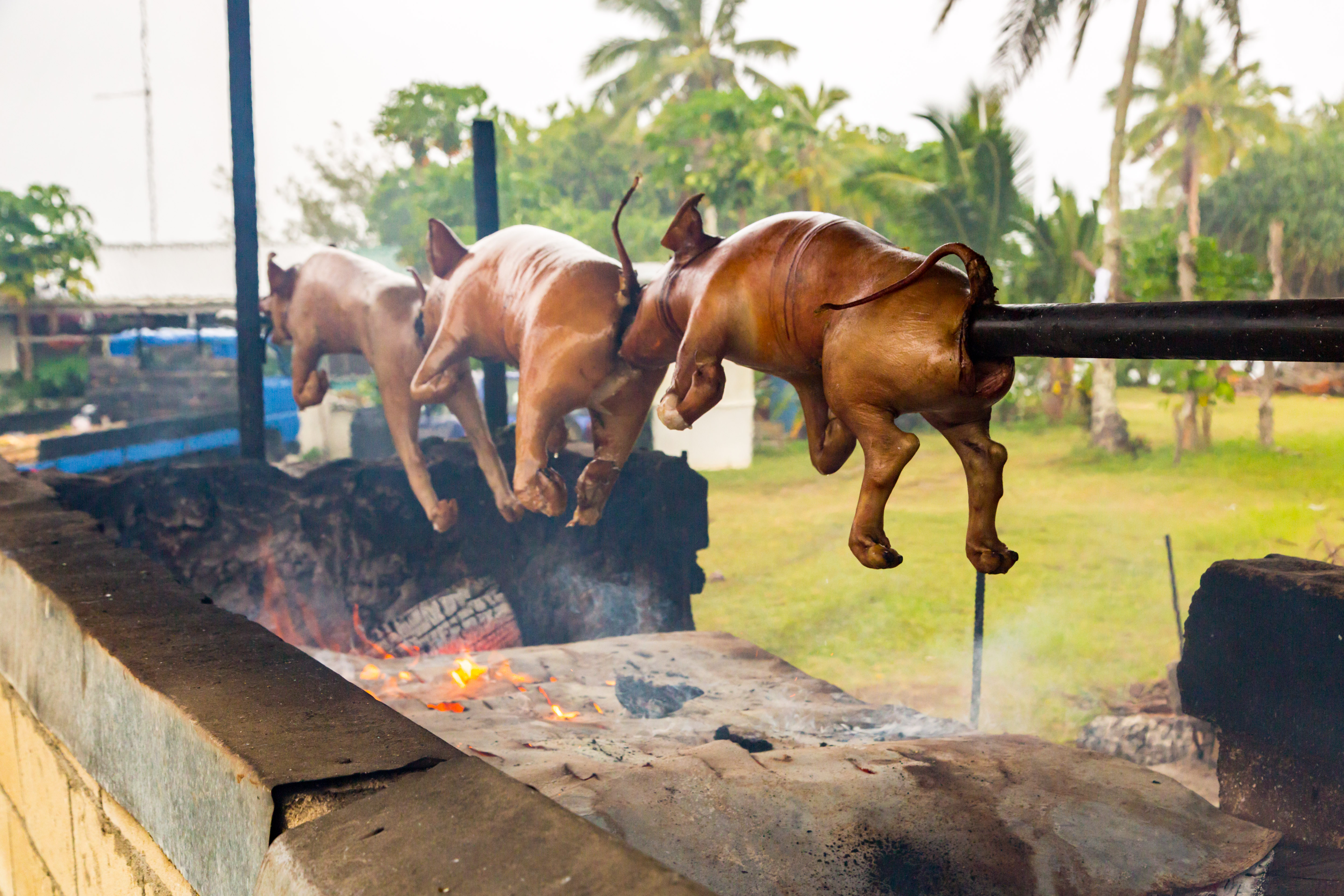 Three pigs hanging over a fire pit, ready for cooking, with greenery and buildings in the background.