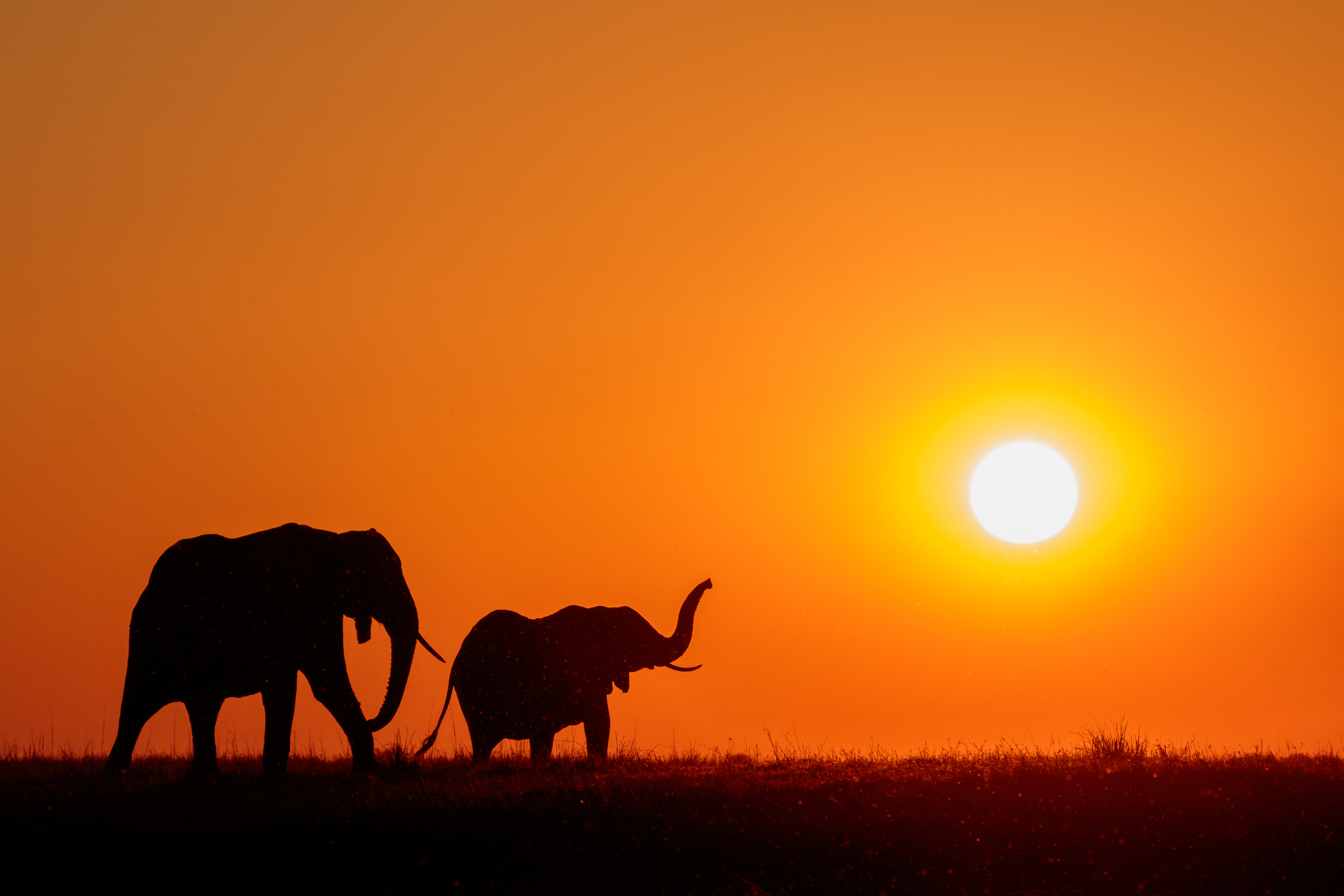 Elephants at sunset on the Chobe Rive
