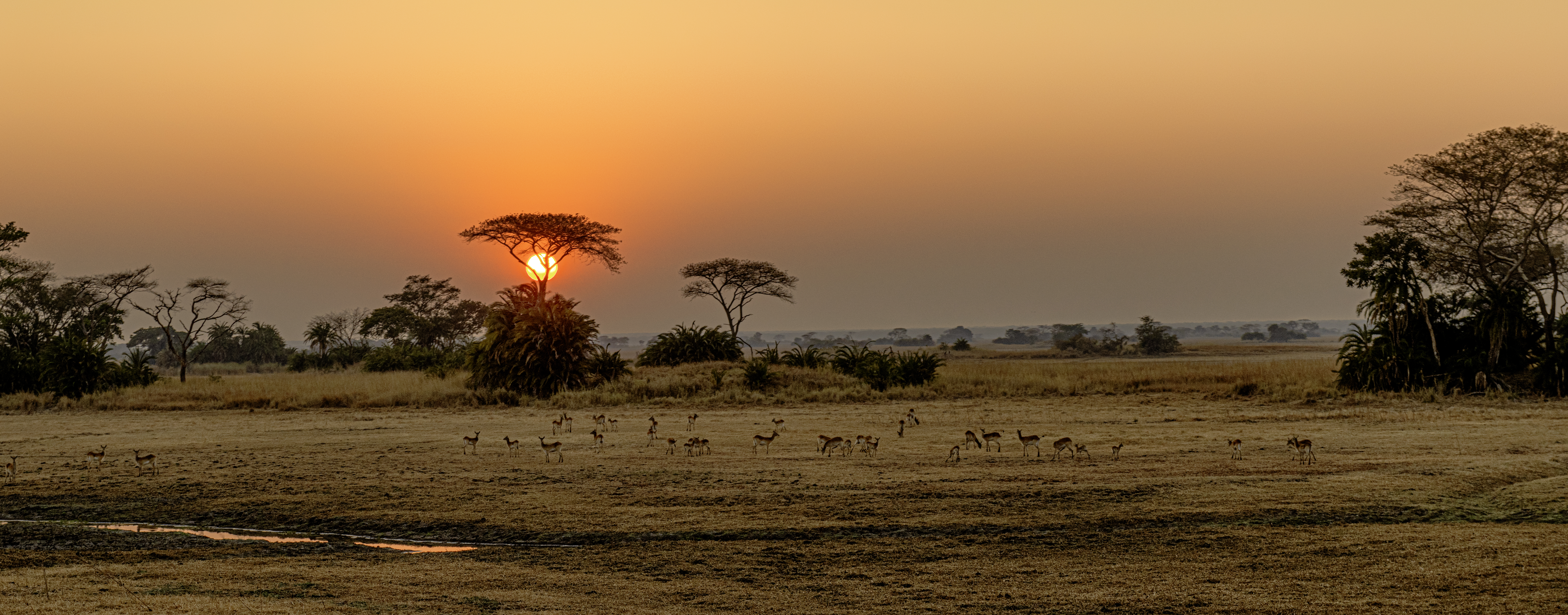 Panoramic image taken from hot air balloon of sunrise over Busanga Plains with grazing lechwes