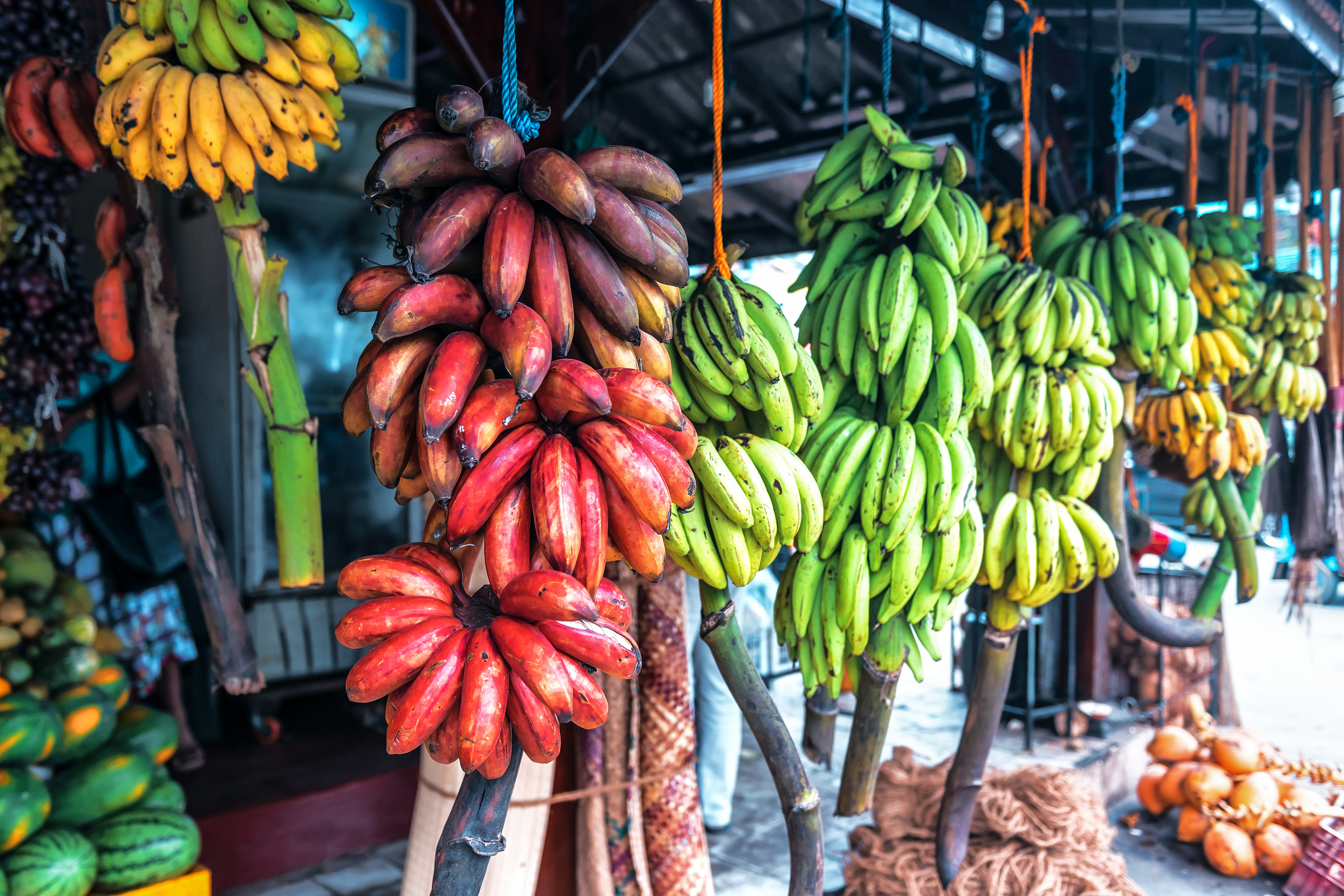 A colorful display of red, green, and yellow bananas hanging in a market setting.